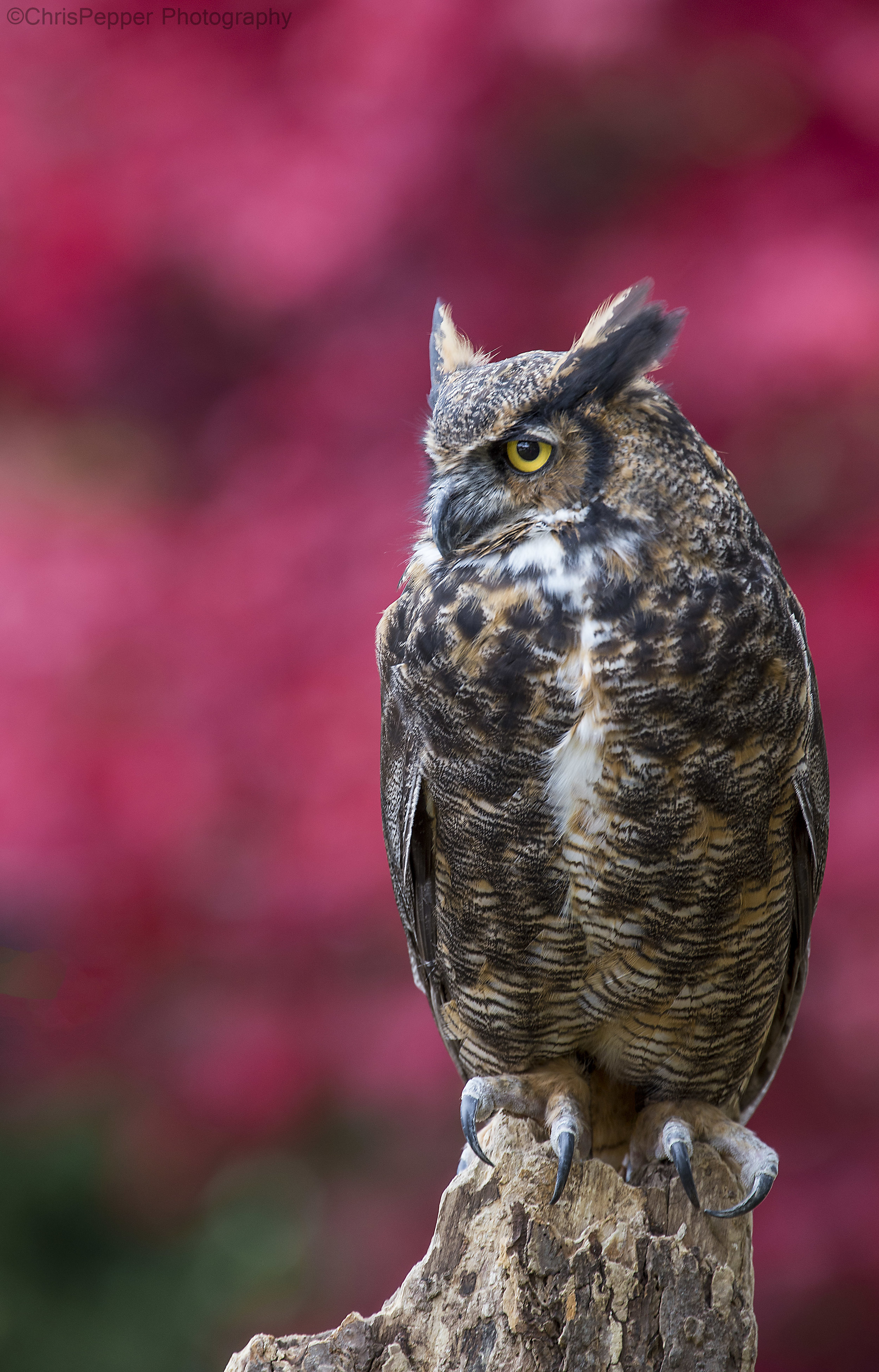 Great horned owl.jpg