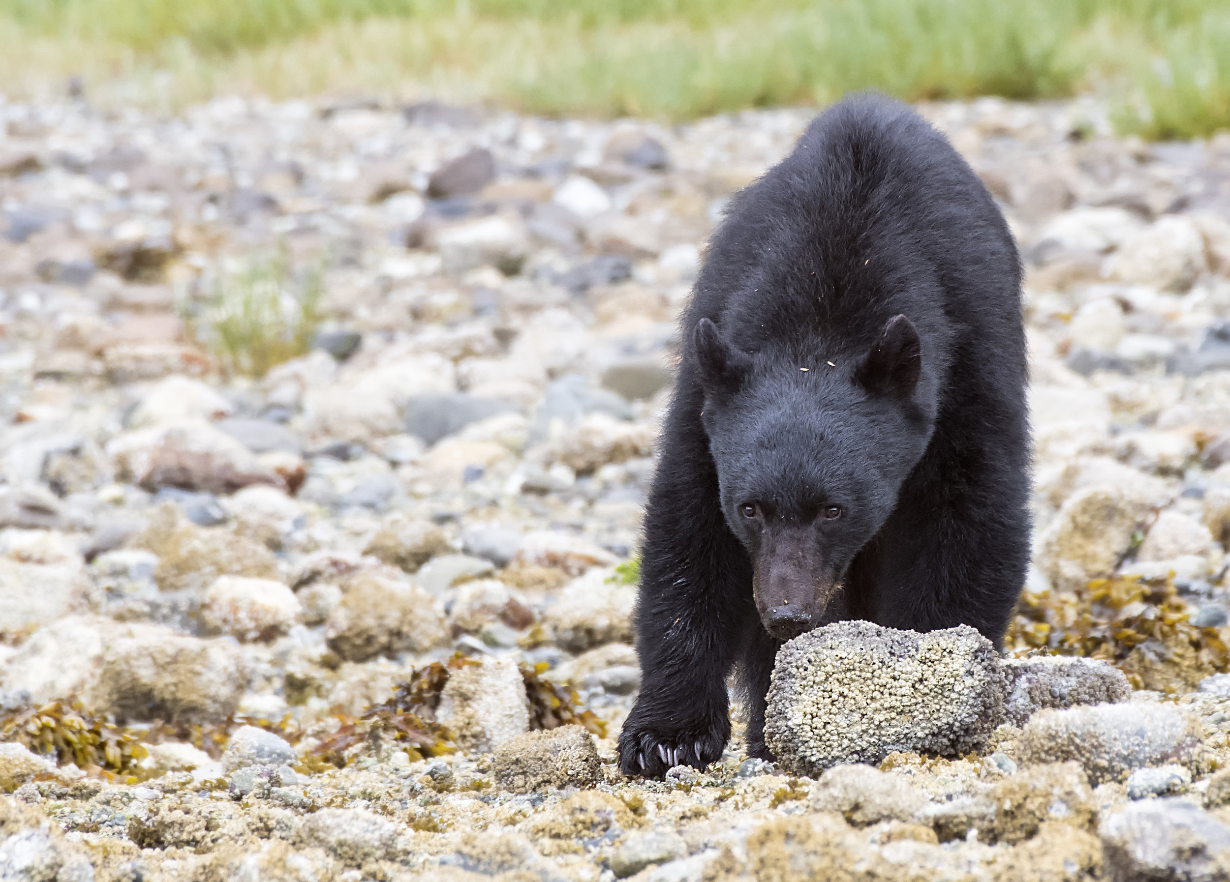 black bear hides behind a stone.jpg