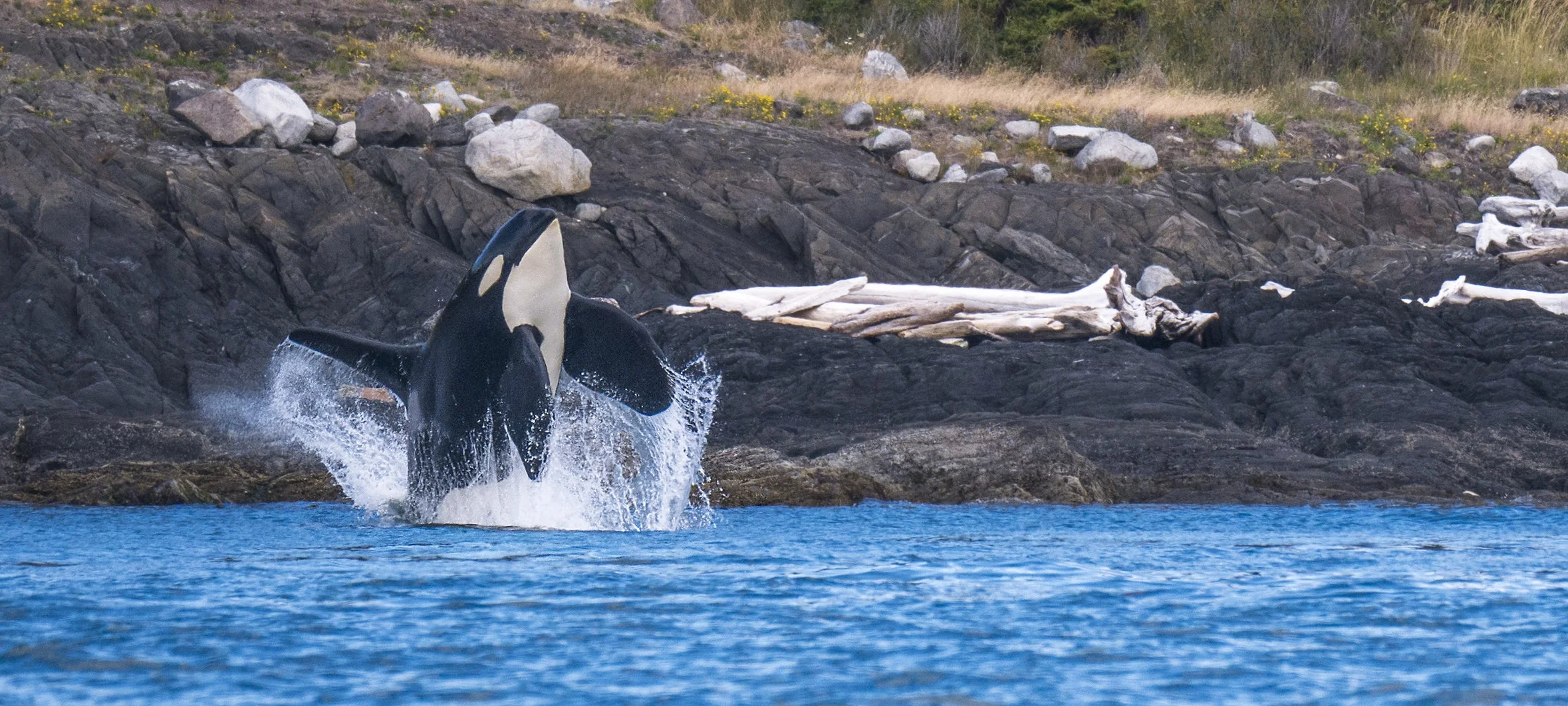 free willy!.jpg