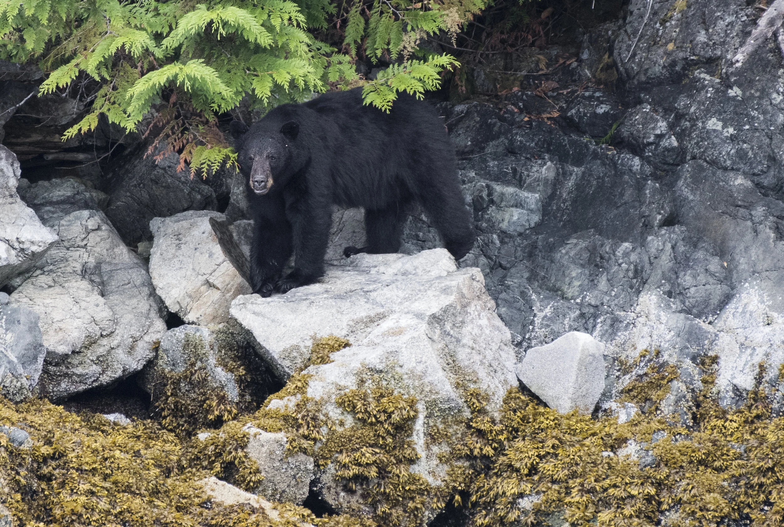 SanoraIsland Black bear.jpg