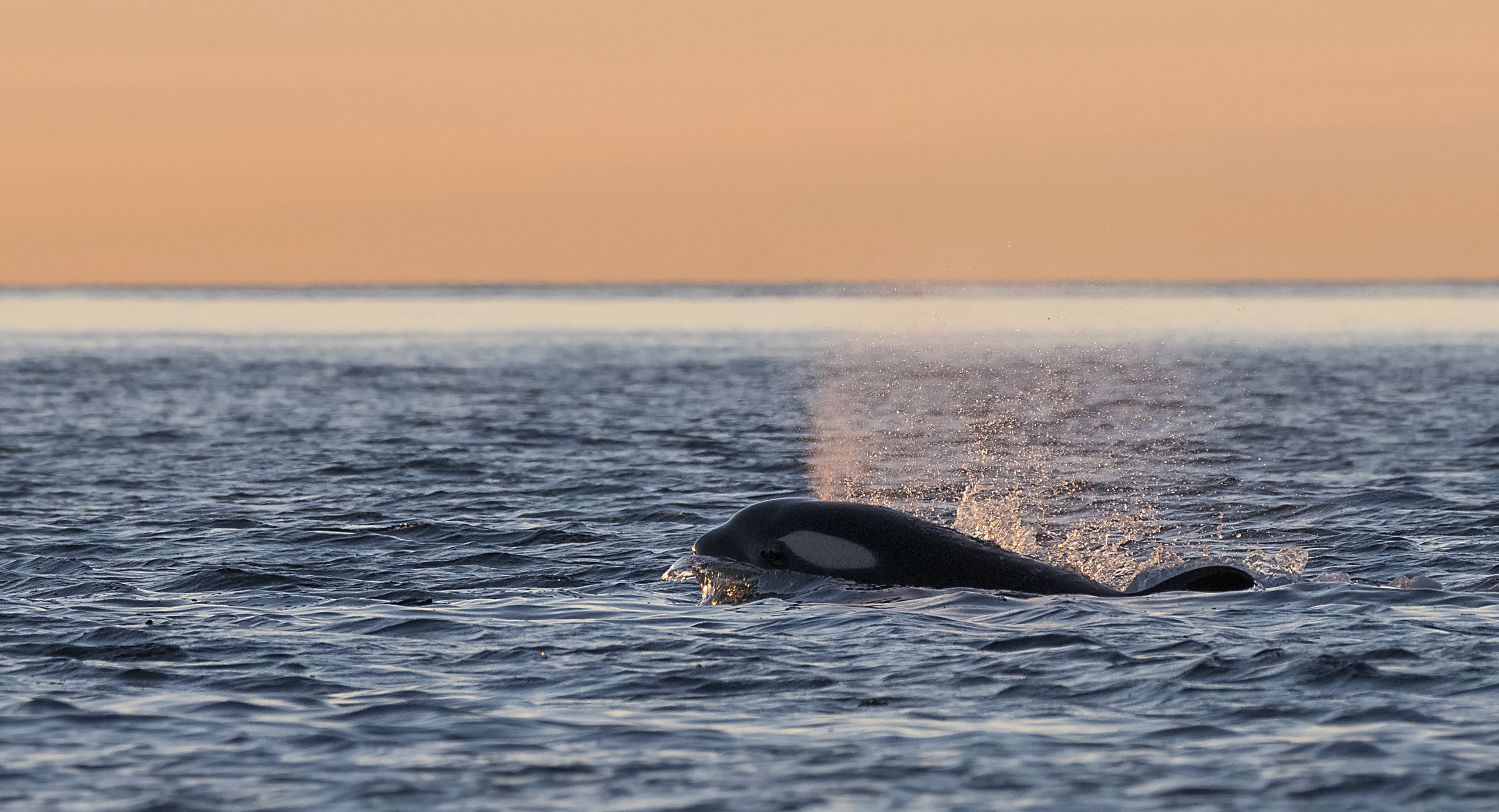 Orca whale photography workshops