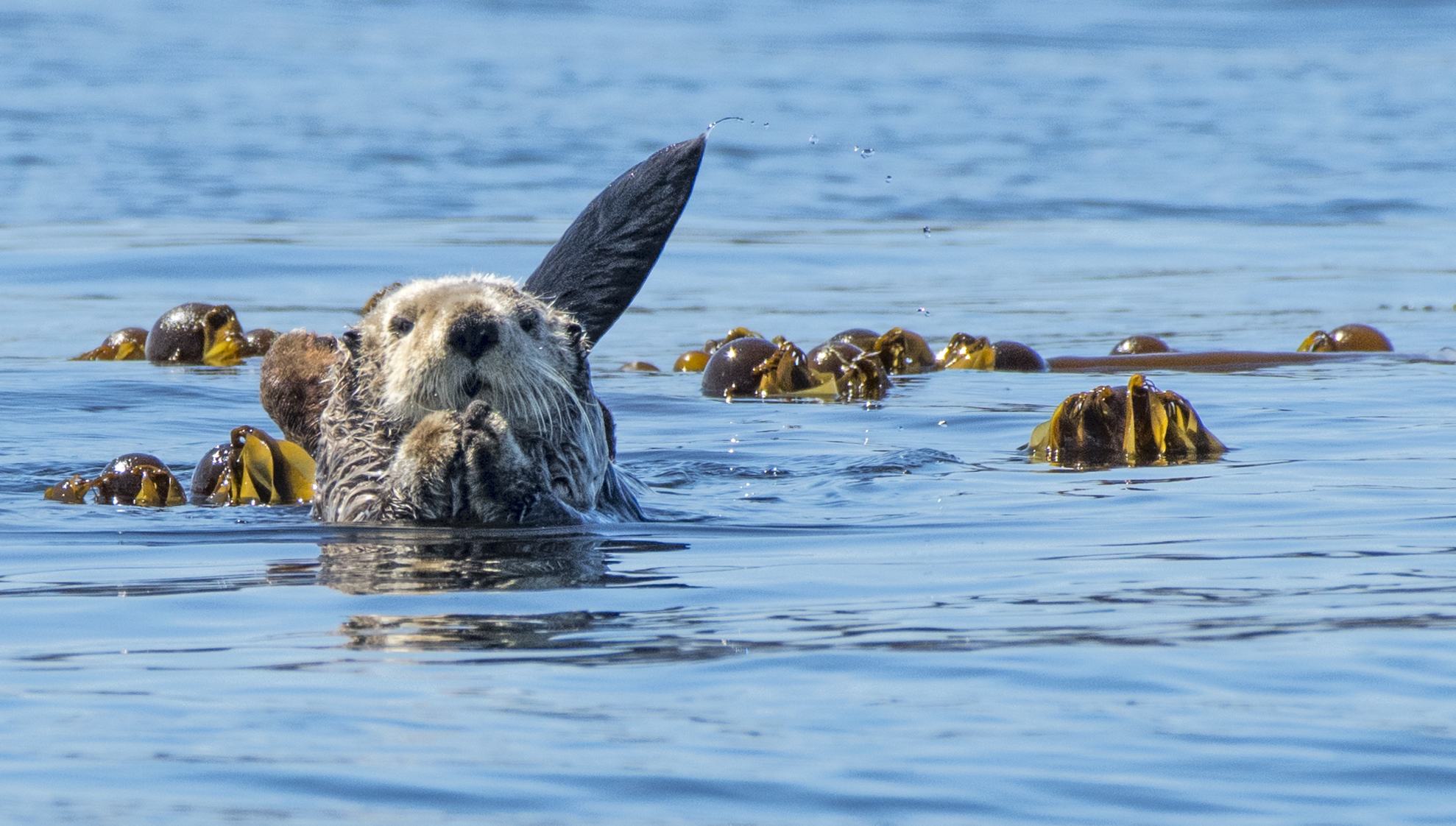 qurious otter .jpg