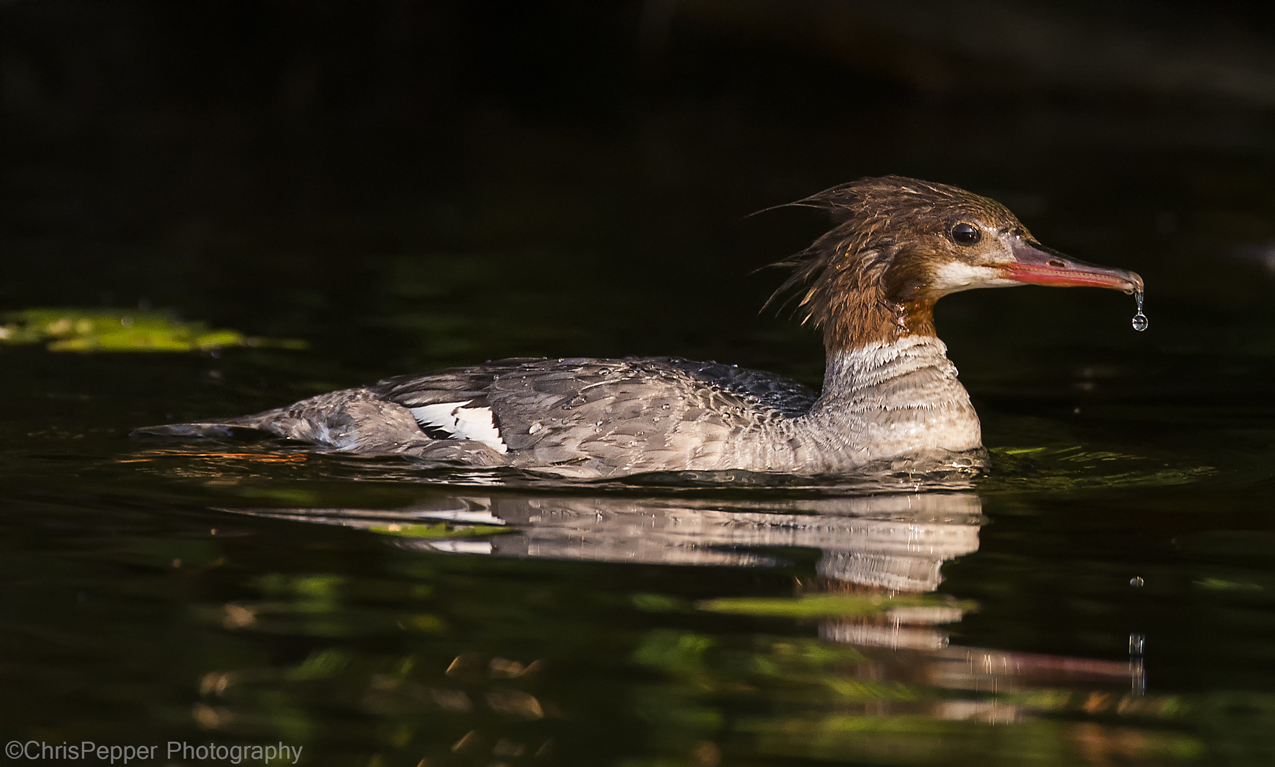Momma merganser and the water droplet.jpg
