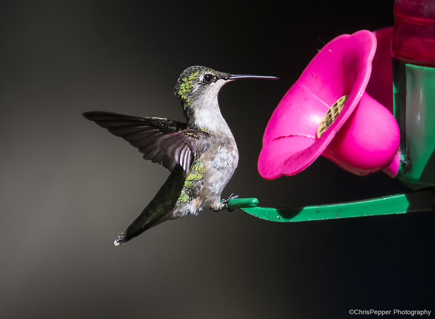 Hummer 2.jpg