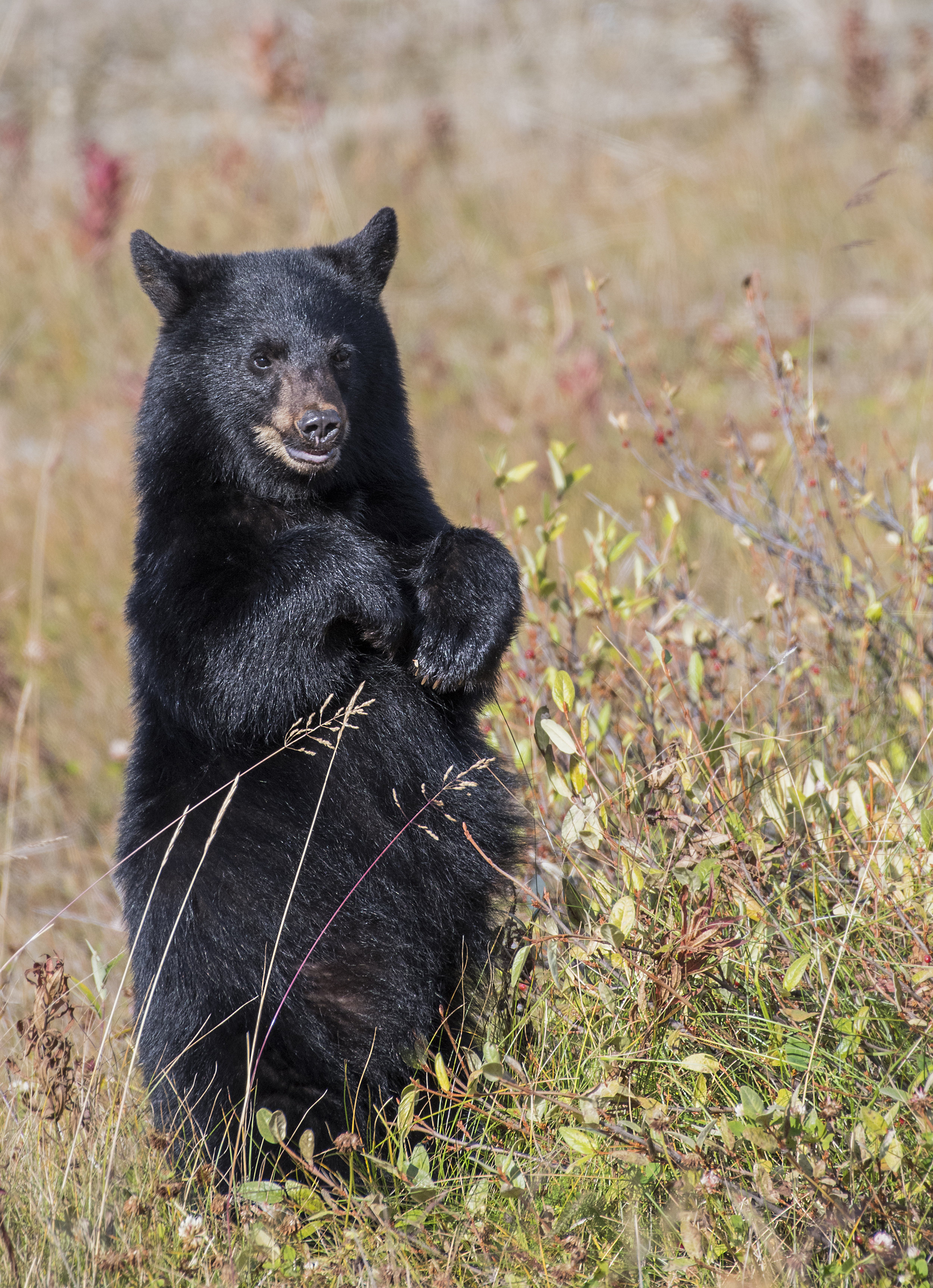 Canadian bear photography workshops