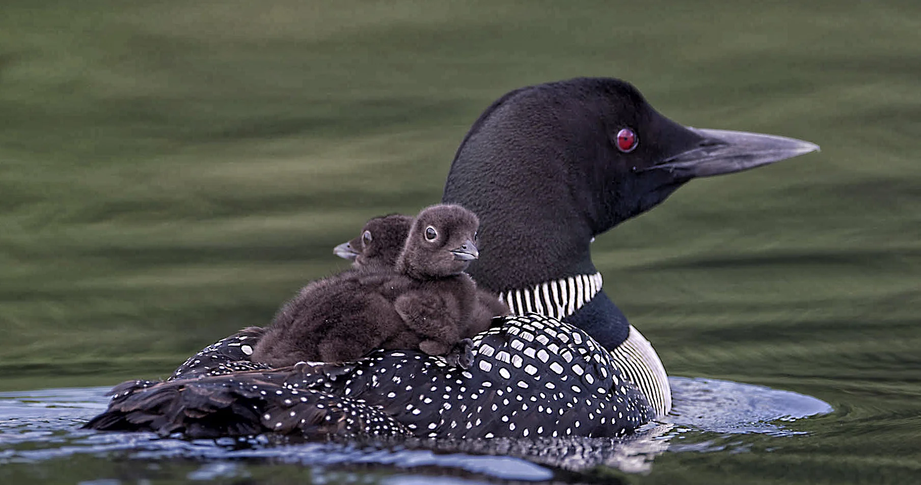 Chicks Mom Day 7 PS.jpg