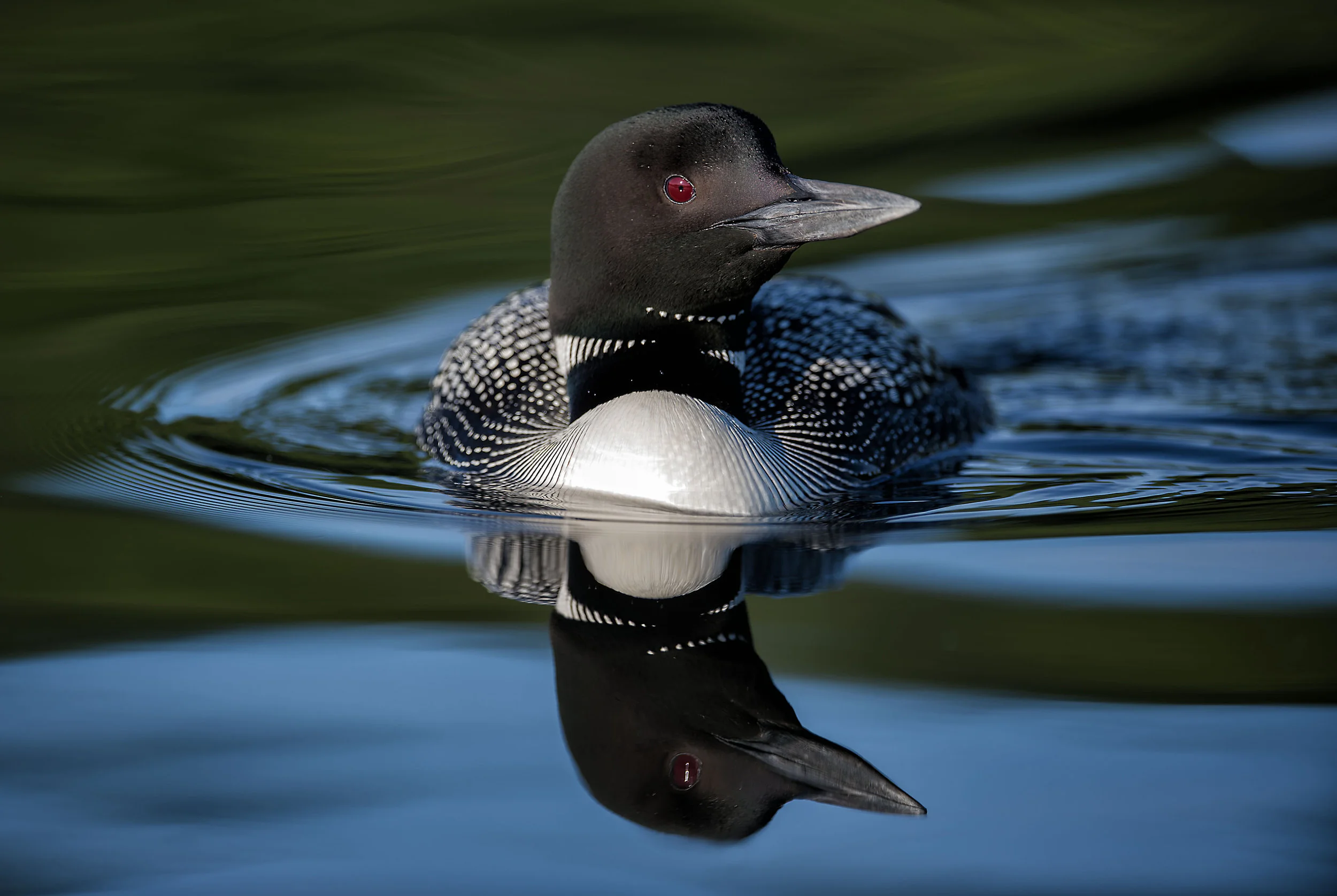 Loon Reflections PS.jpg