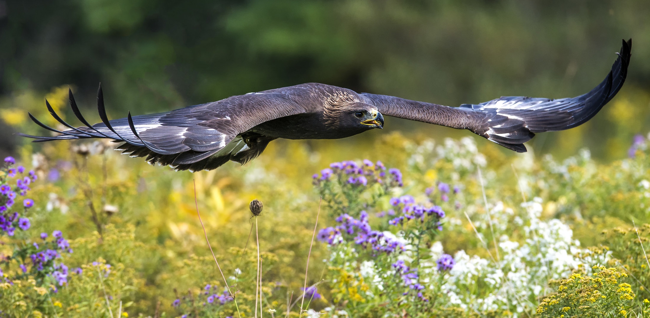 Golden Eagle.jpg