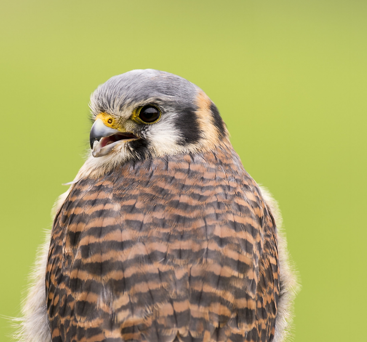 Kestral.jpg