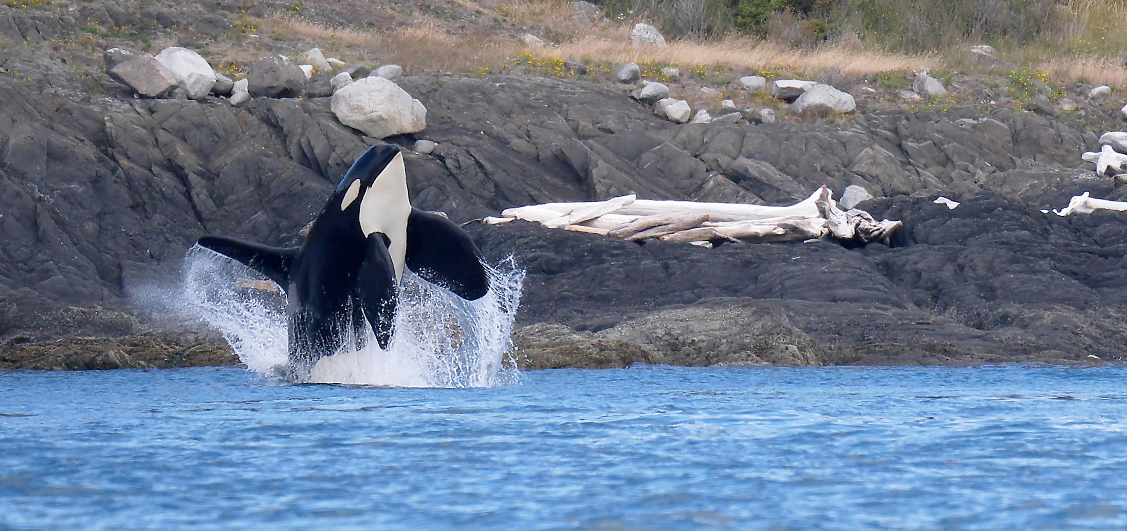 100-400 orca.jpg