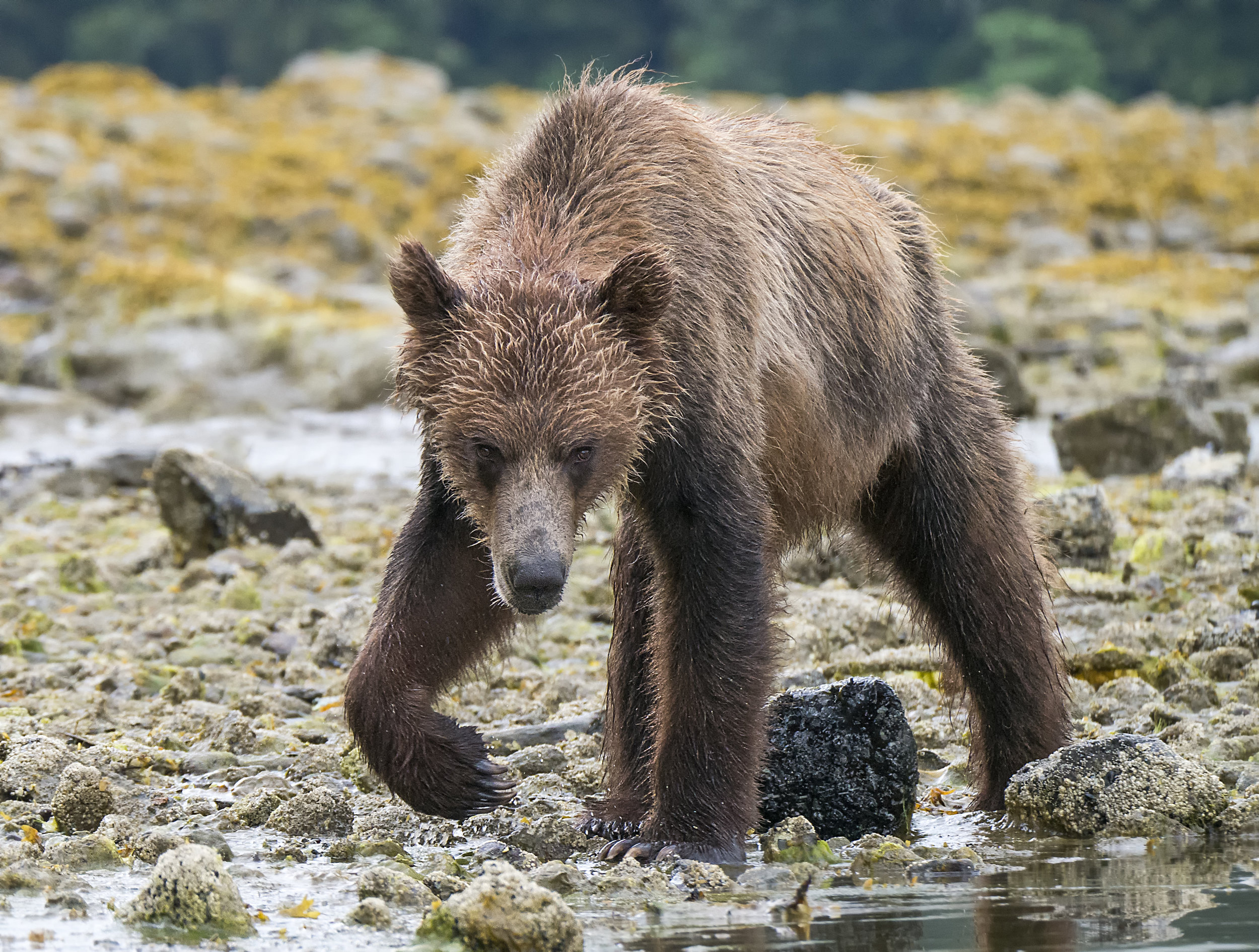 Lumix grizzly flipping rocks G85.jpg