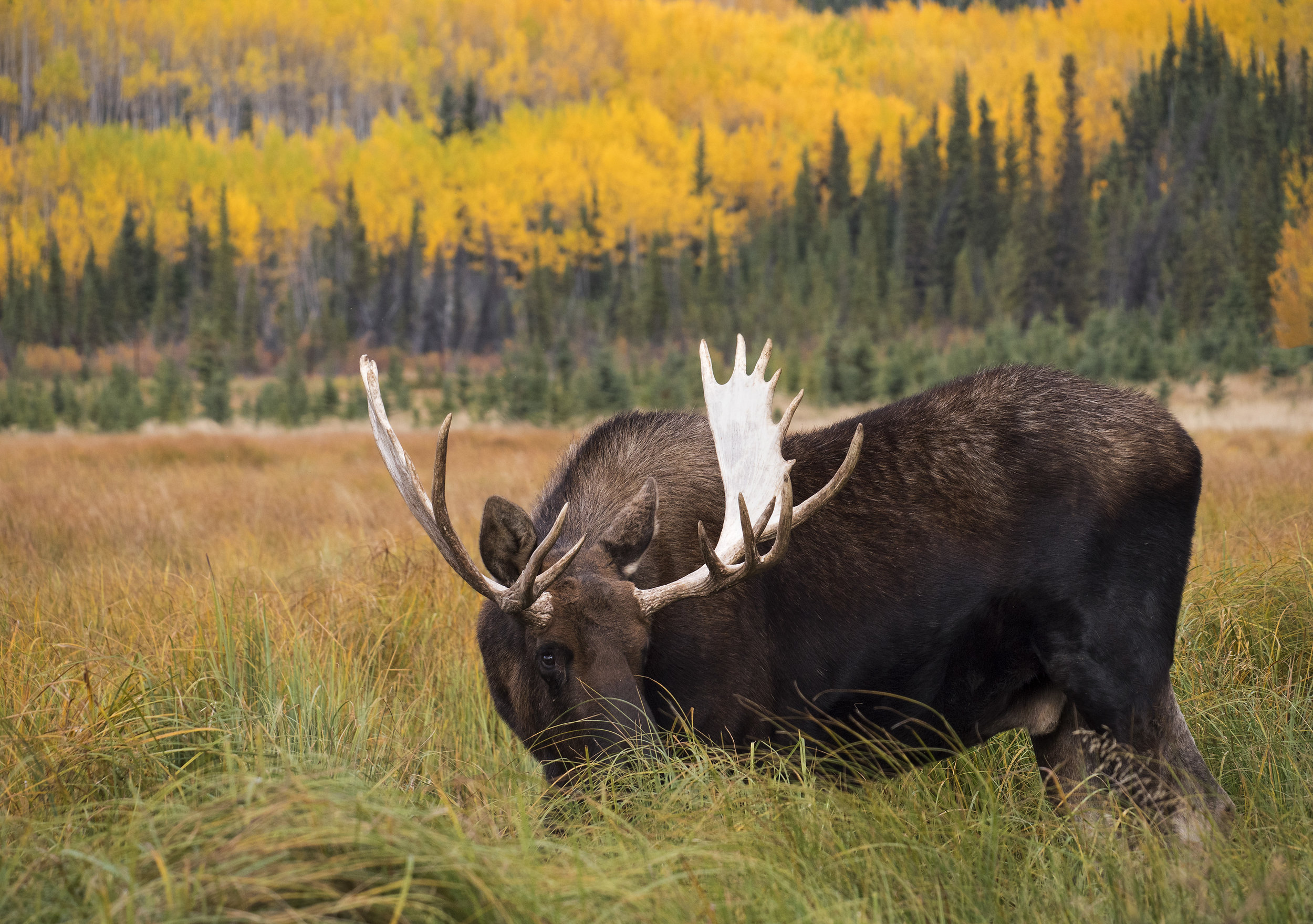 Fall colour moose GX8.jpg