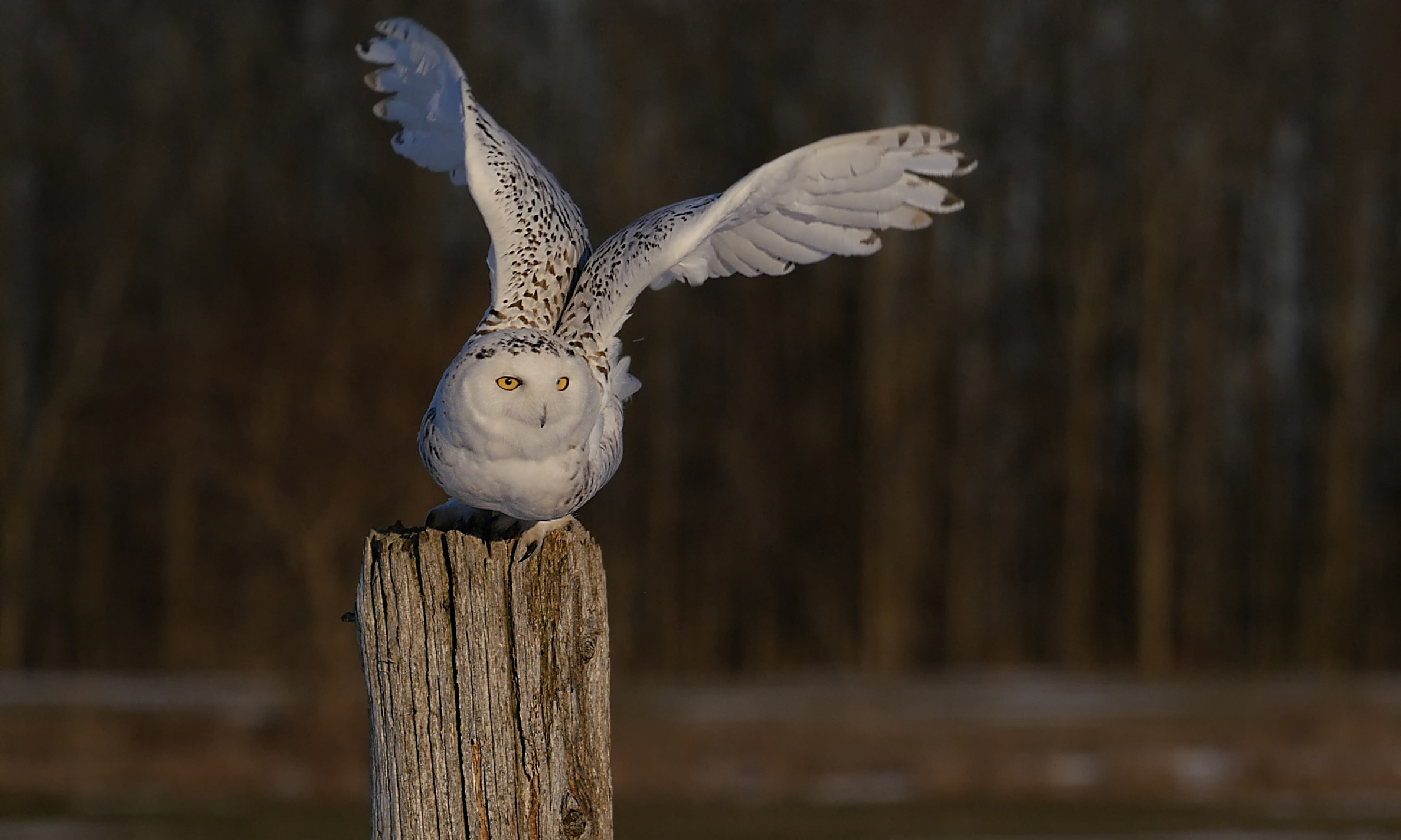 GH4snowy.jpg