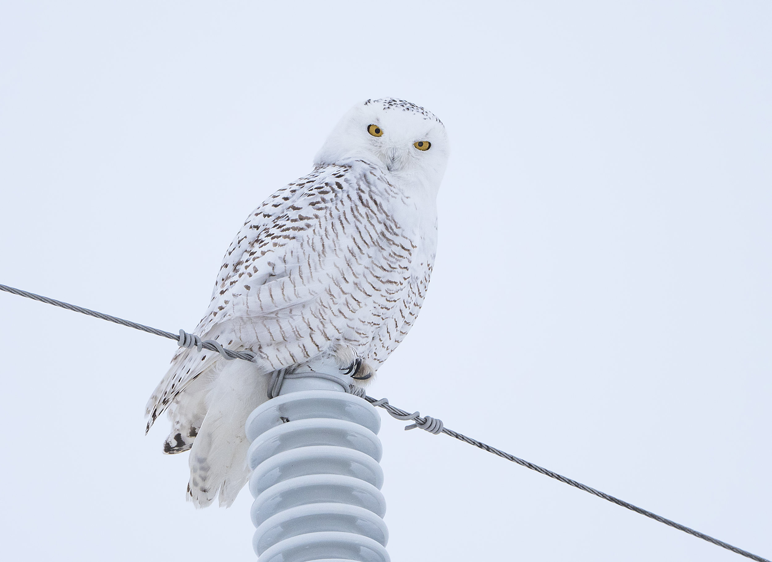 snowy on a pole .jpg