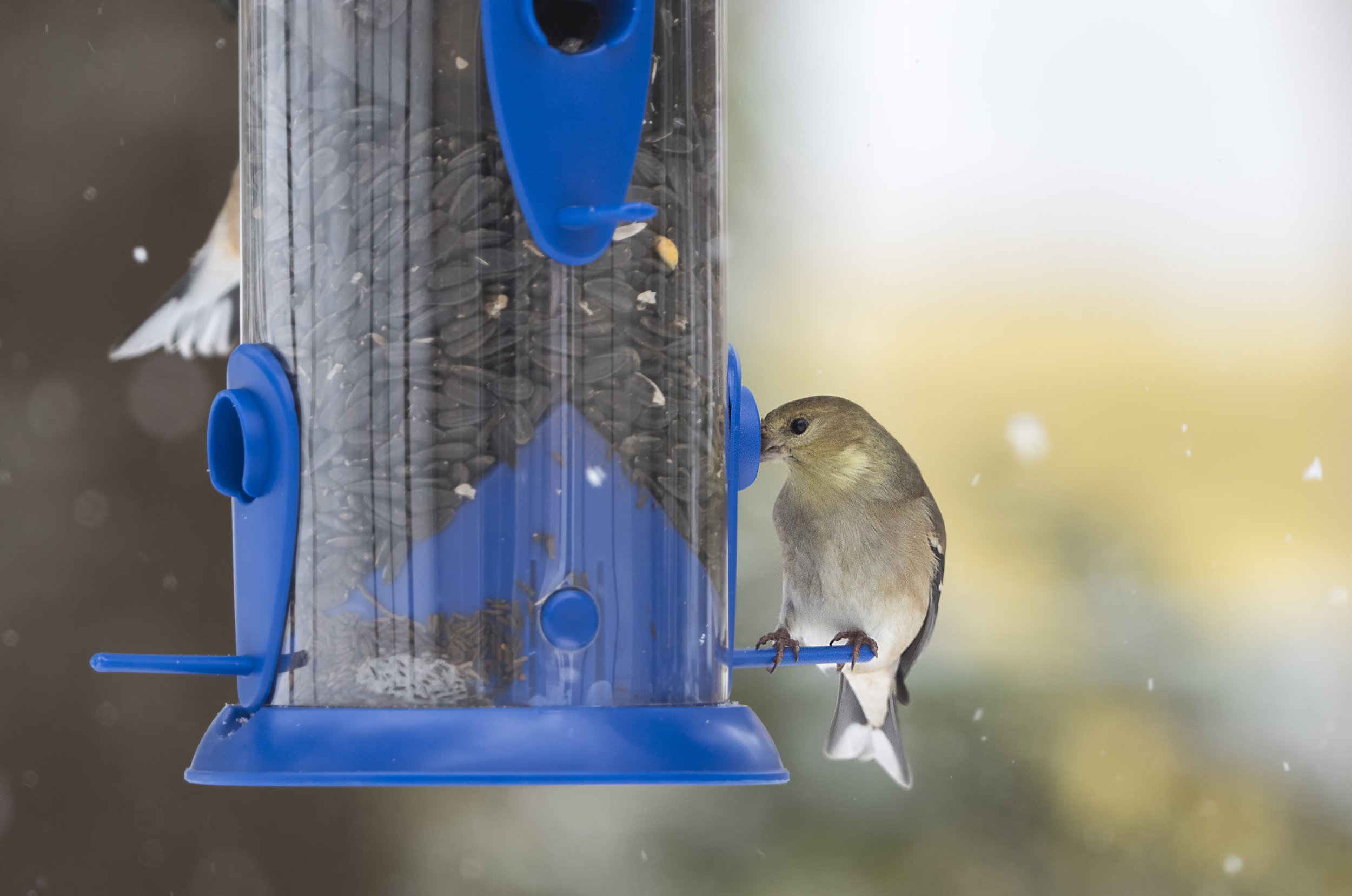 goldfinch g9.jpg