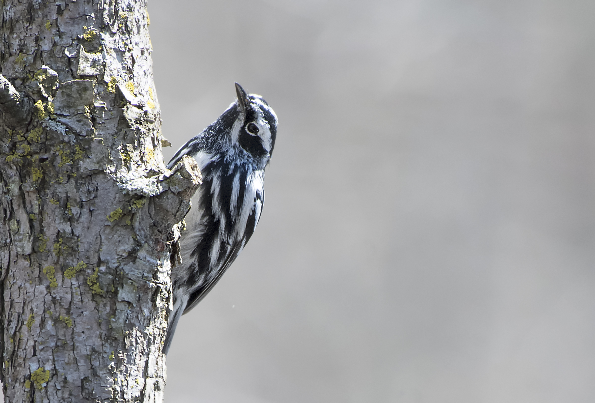 Black and White Warbler.jpg