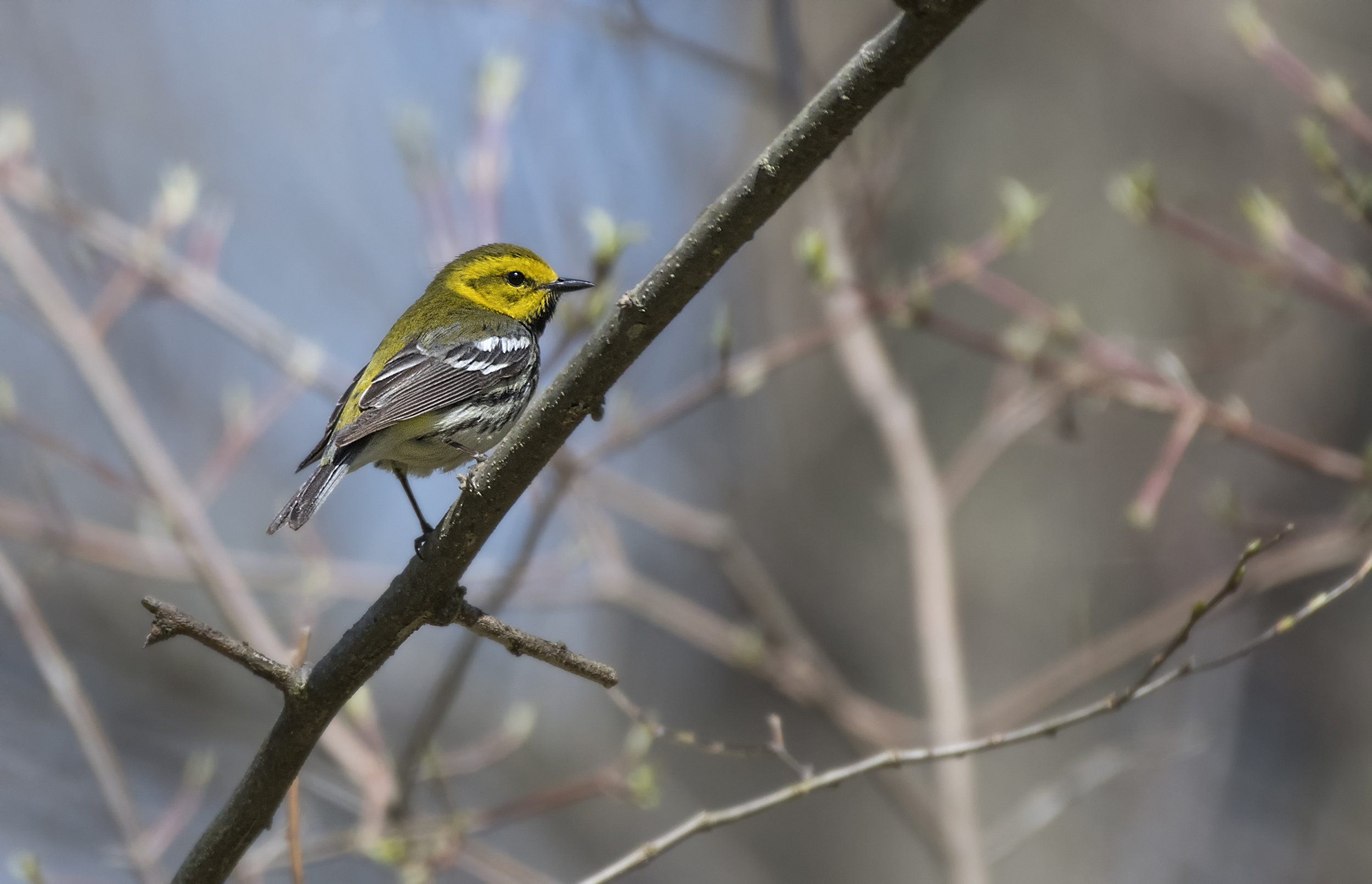 cape amy warbler.jpg