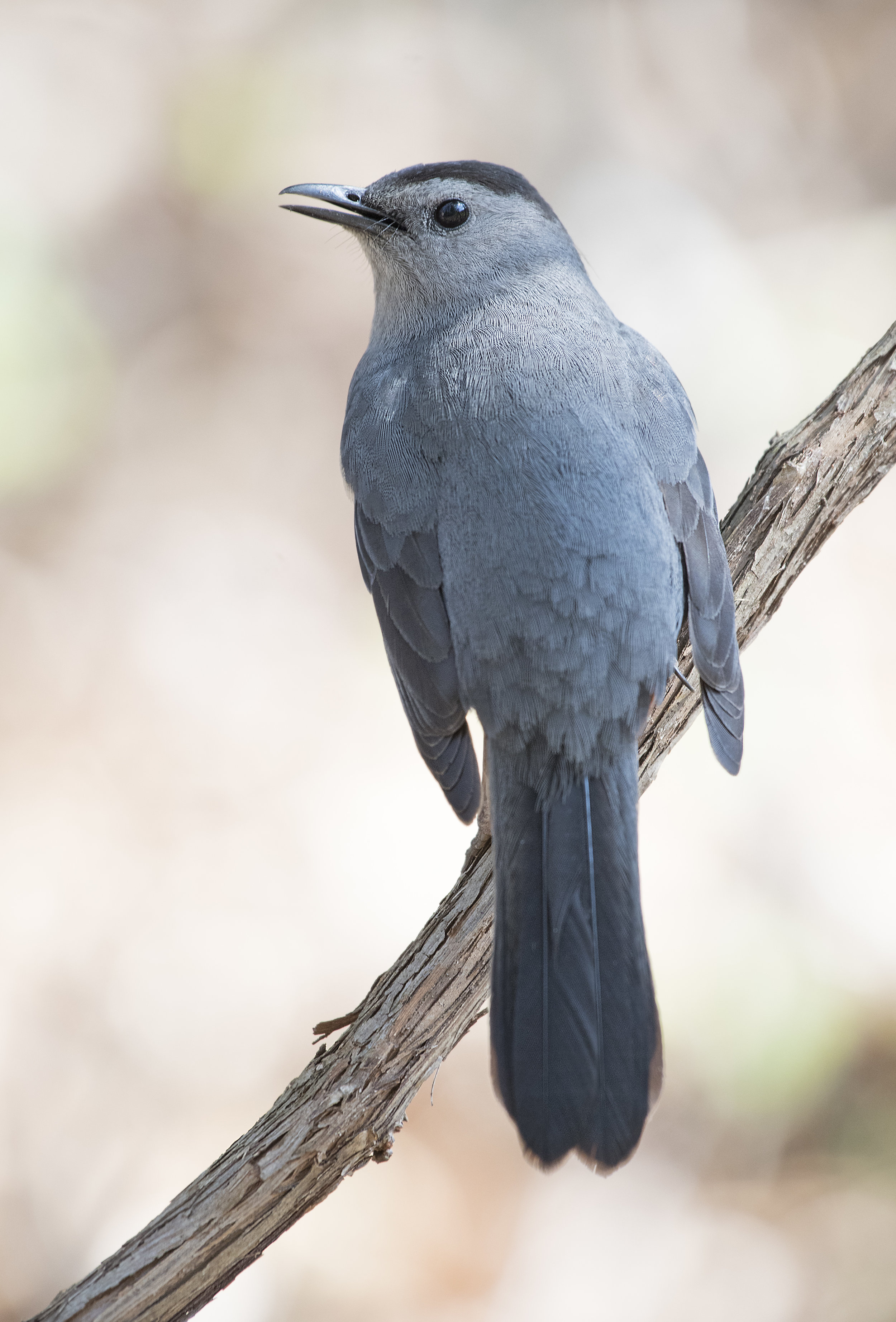 cat bird.jpg