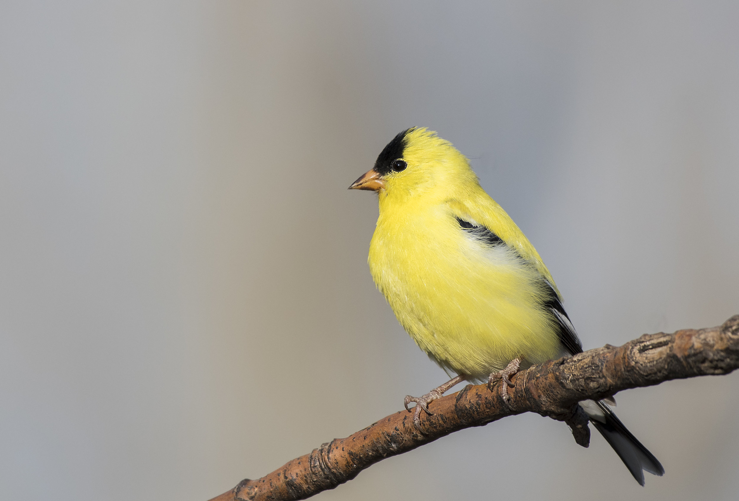 Male breeding goldfinch.jpg