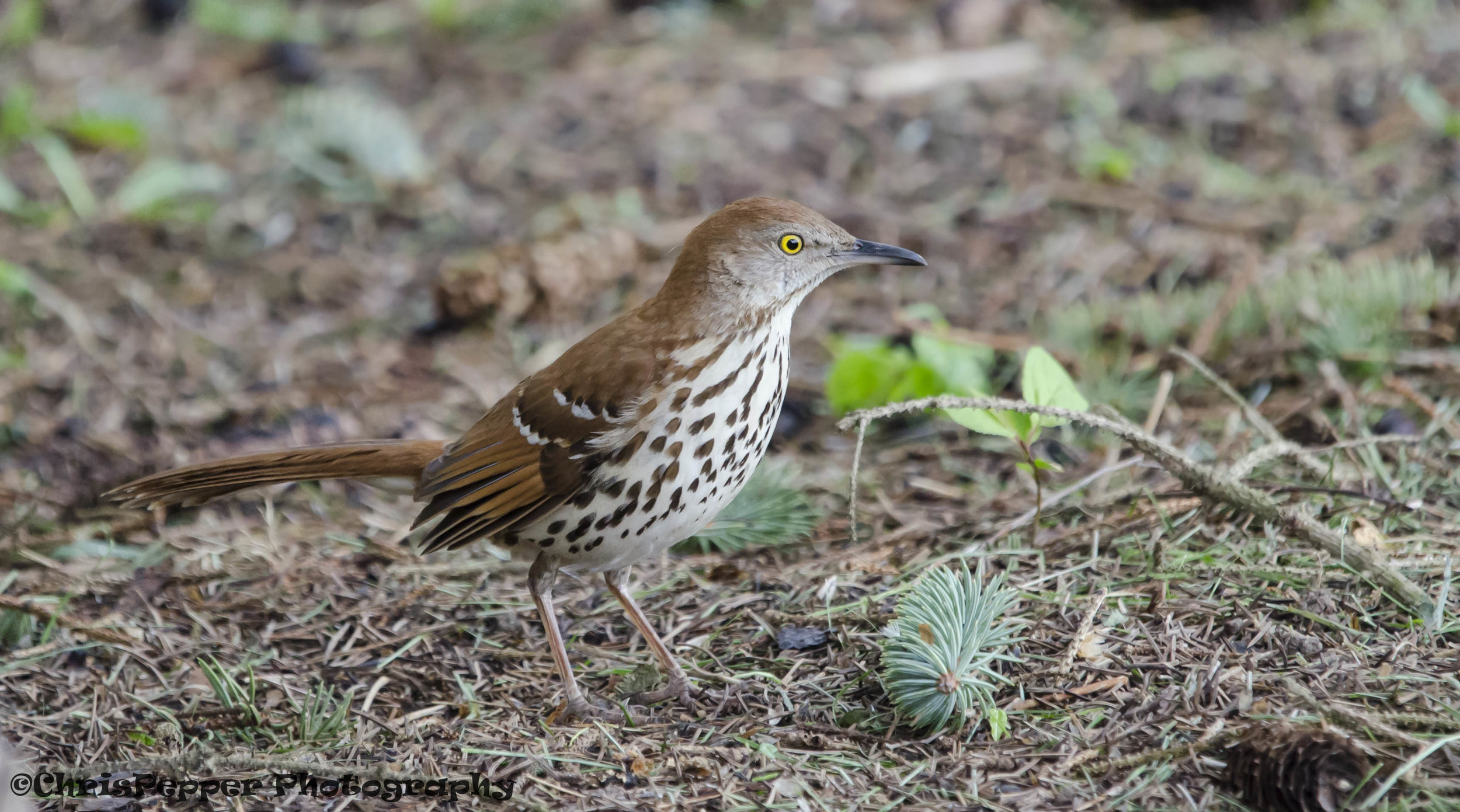 Brown thrasher copy.jpg