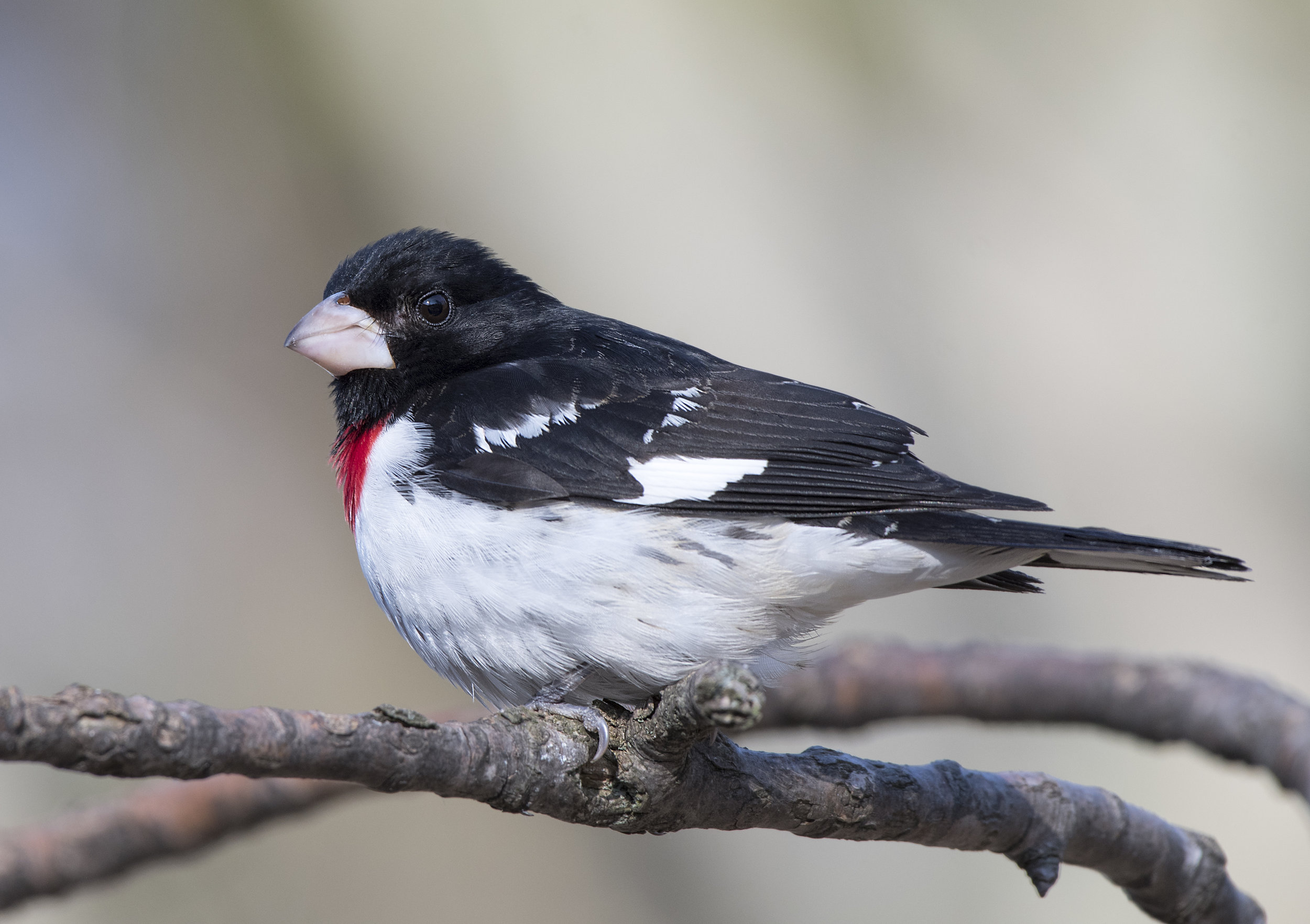 Rose Breasted Grossbeak2.jpg