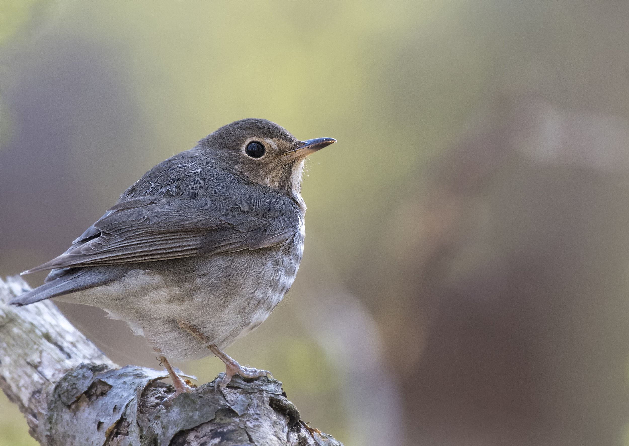 Swainson's thrush.jpg