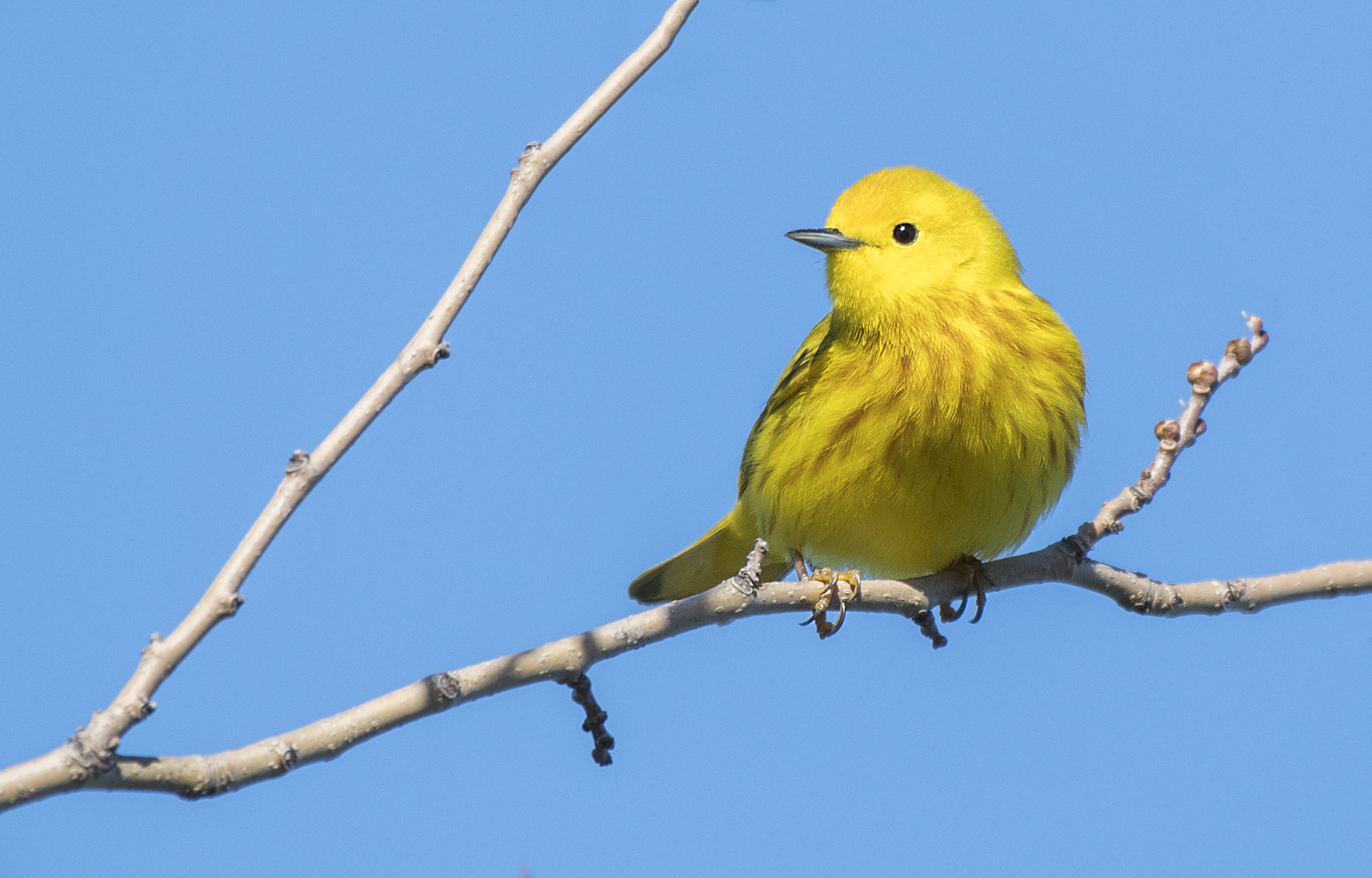 Yellow Warbler on a branch.jpg