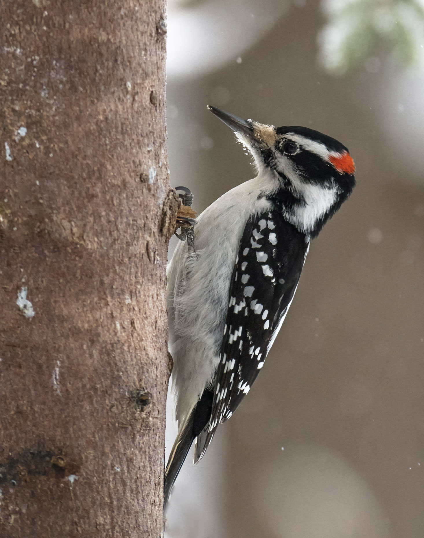 hairy woodpecker.jpg