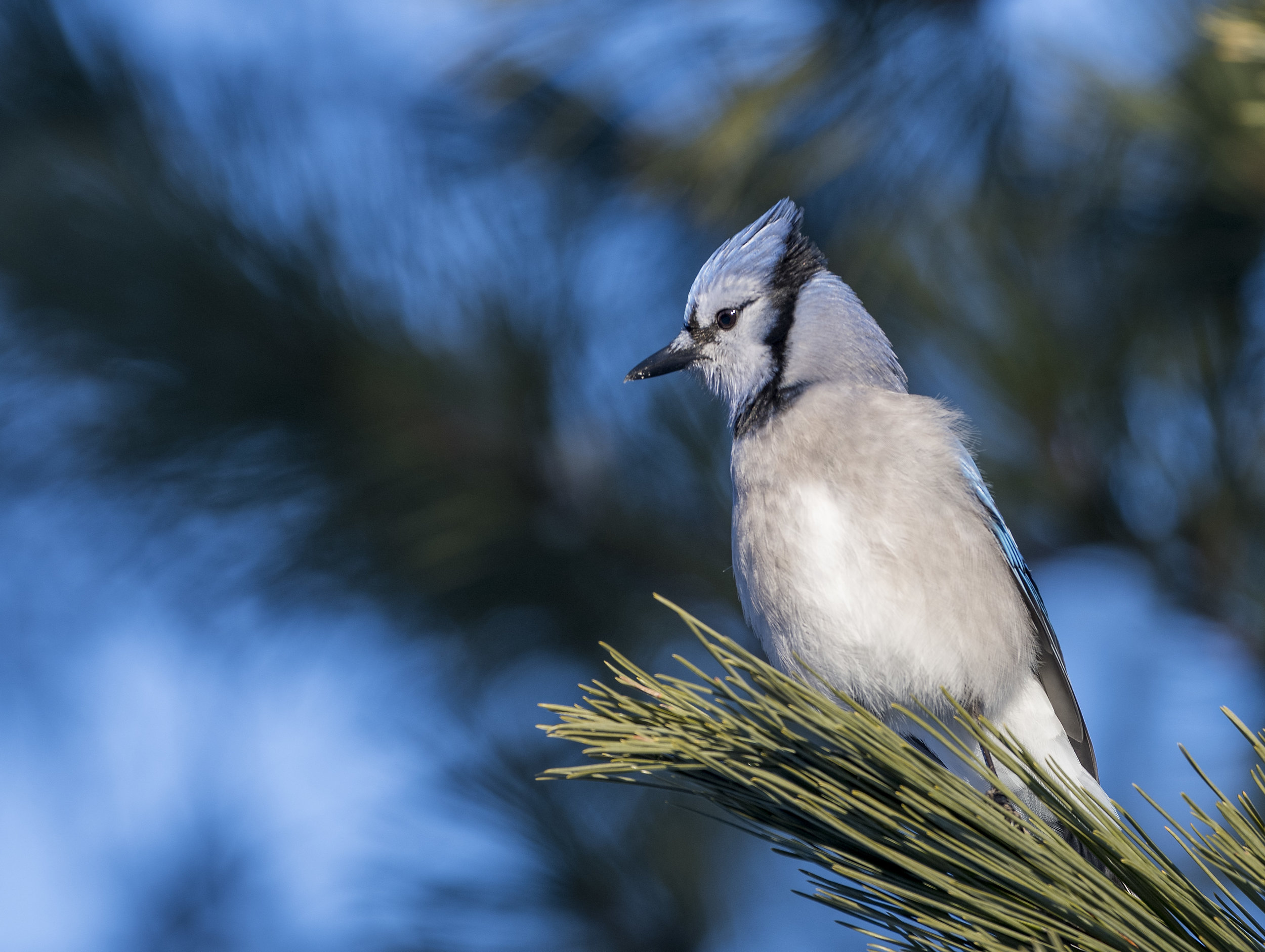 BlueJay .jpg