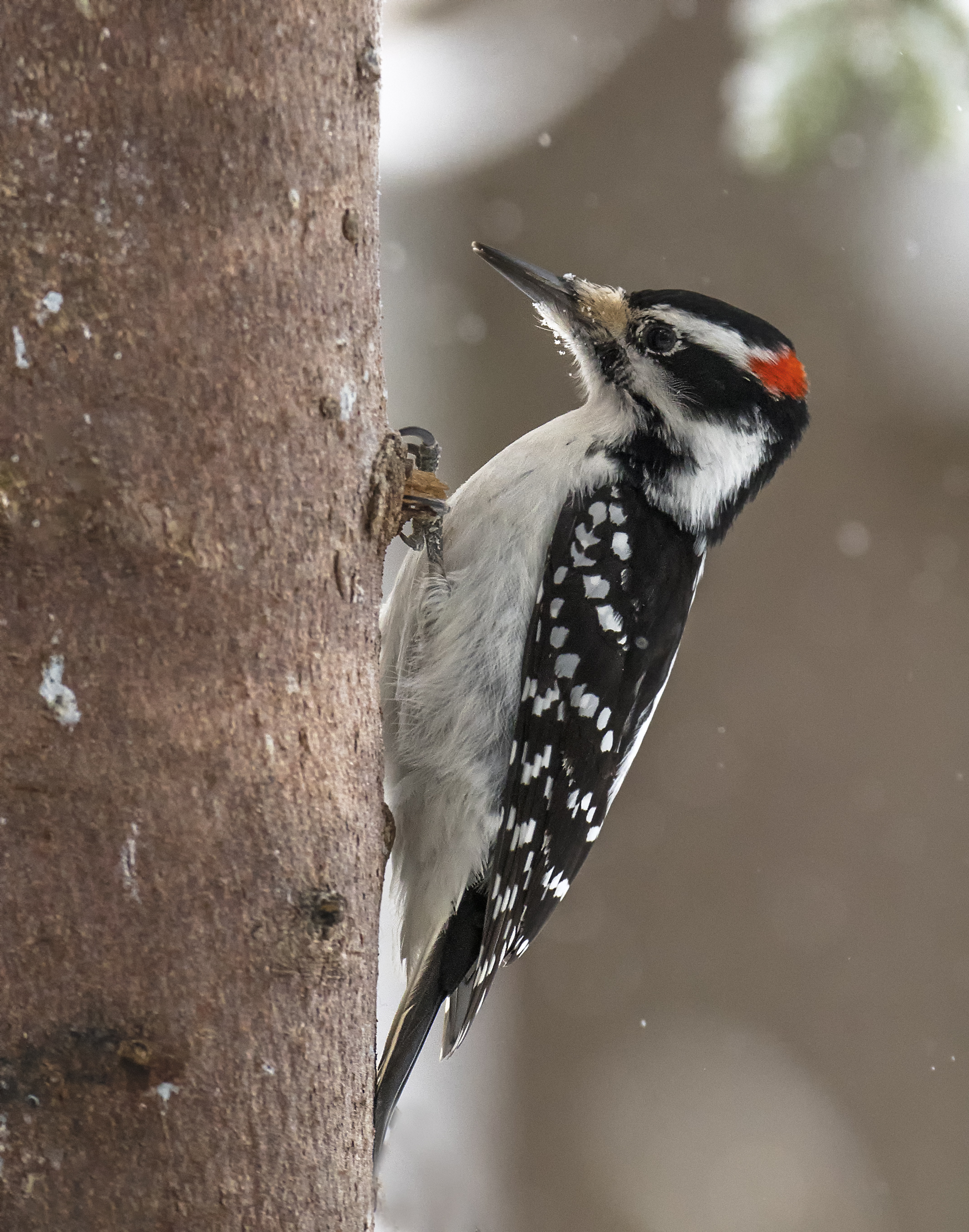 Hairy woodpecker .jpg