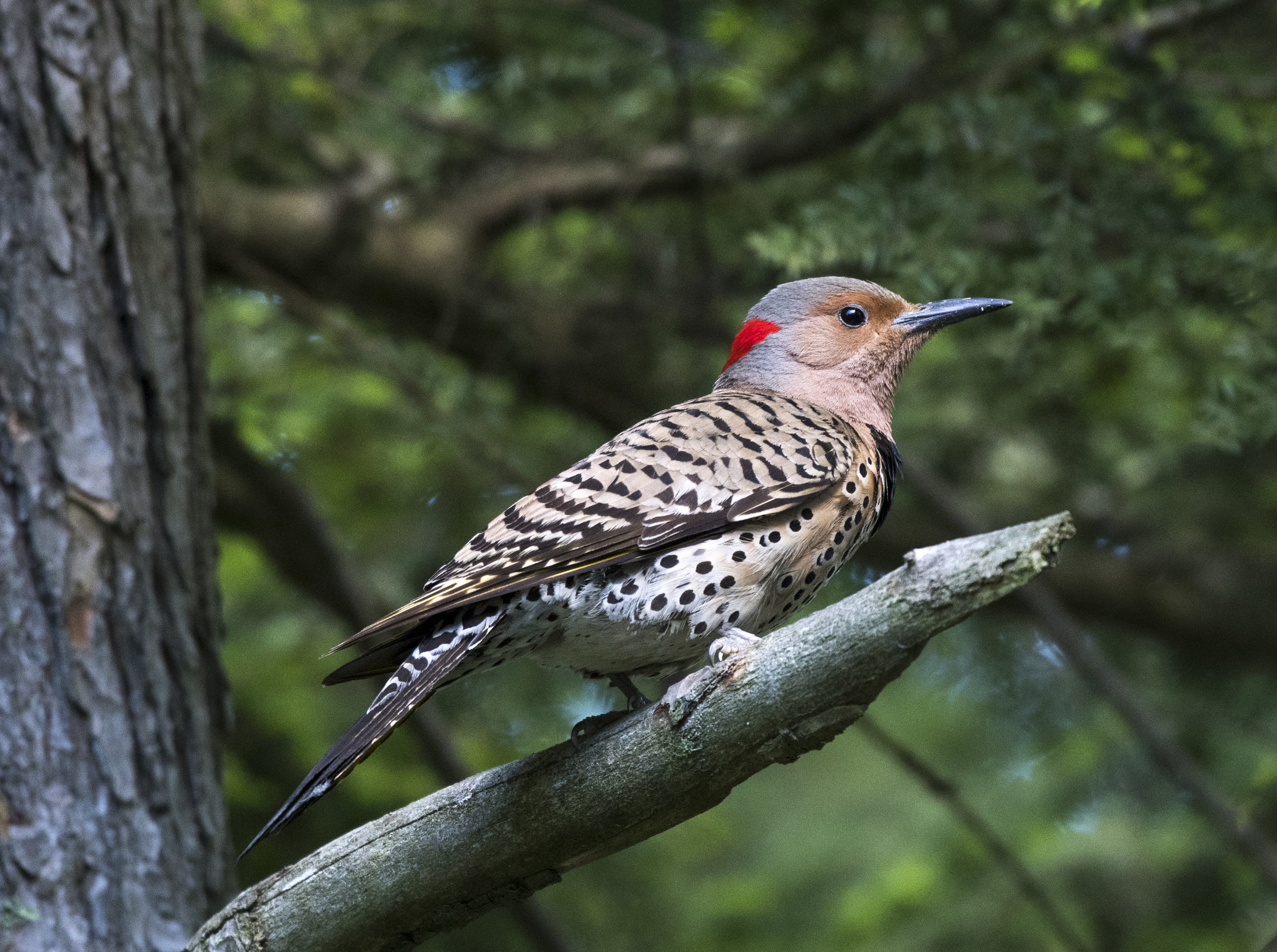 cottage flicker.jpg
