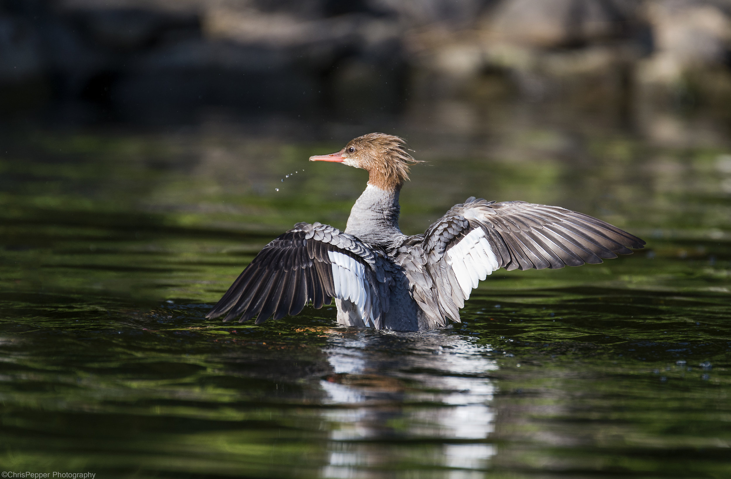 Feamale common merganser.jpg