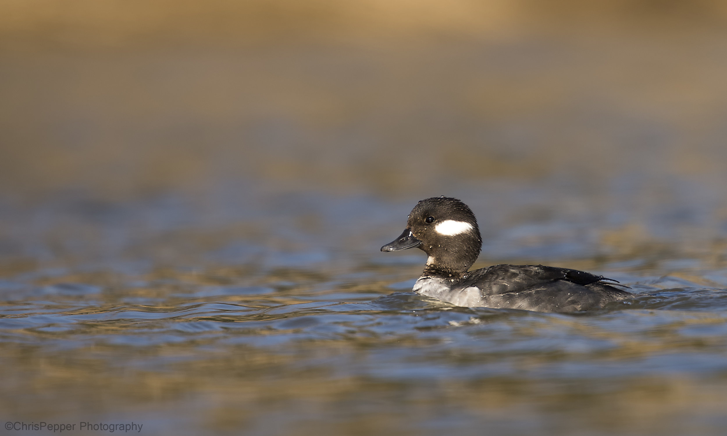 Female buffle head.jpg