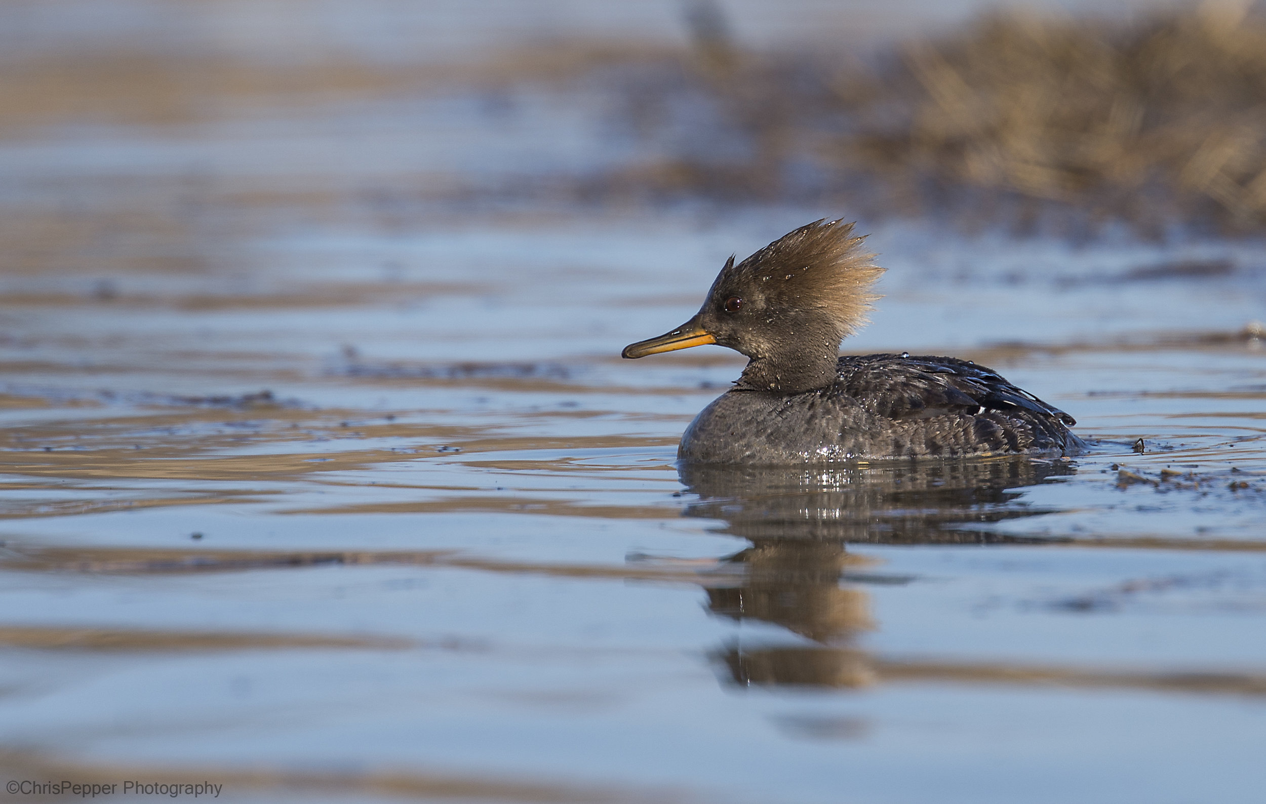 Female hooded Merganser.jpg