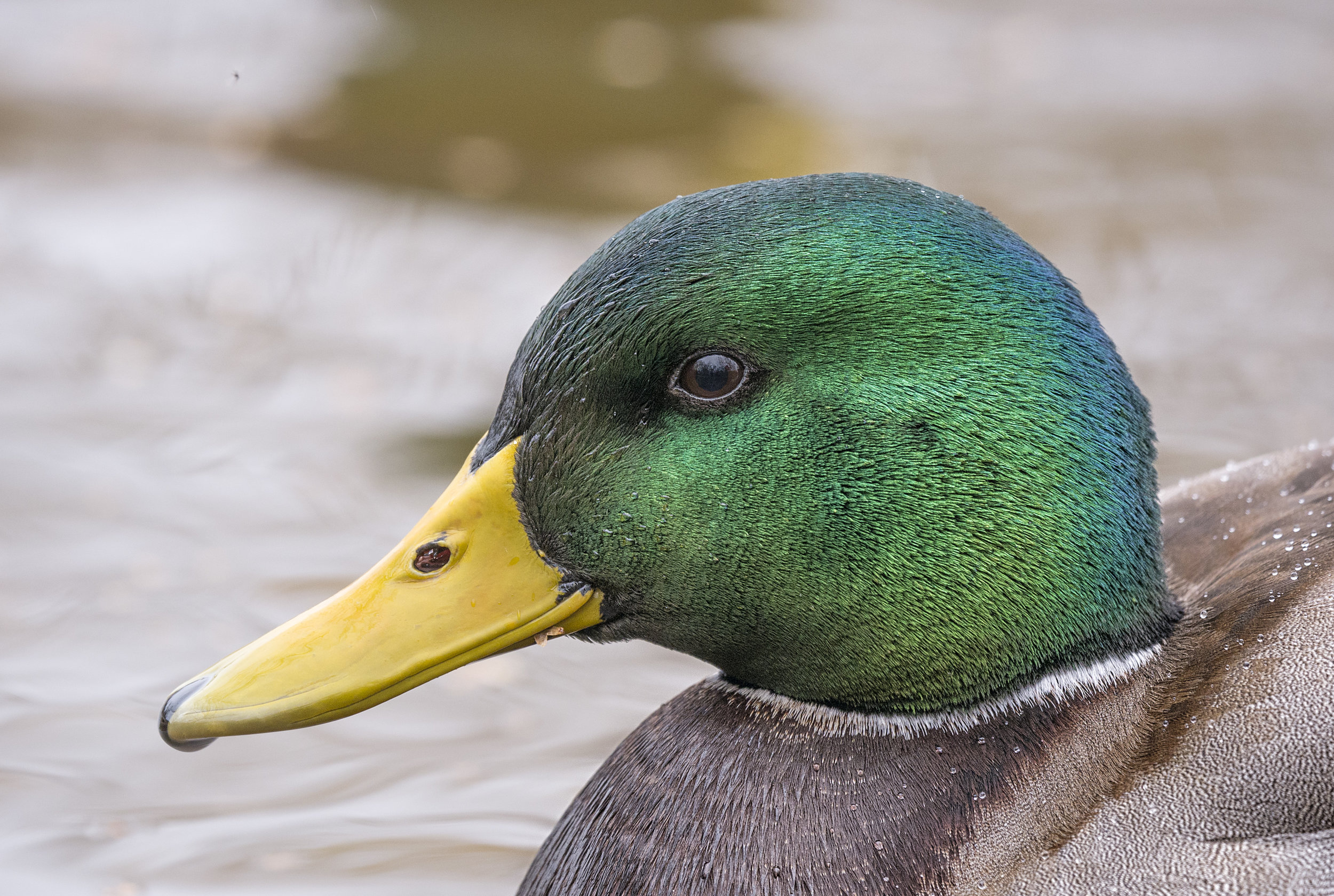 Mallard head shot lumix.jpg
