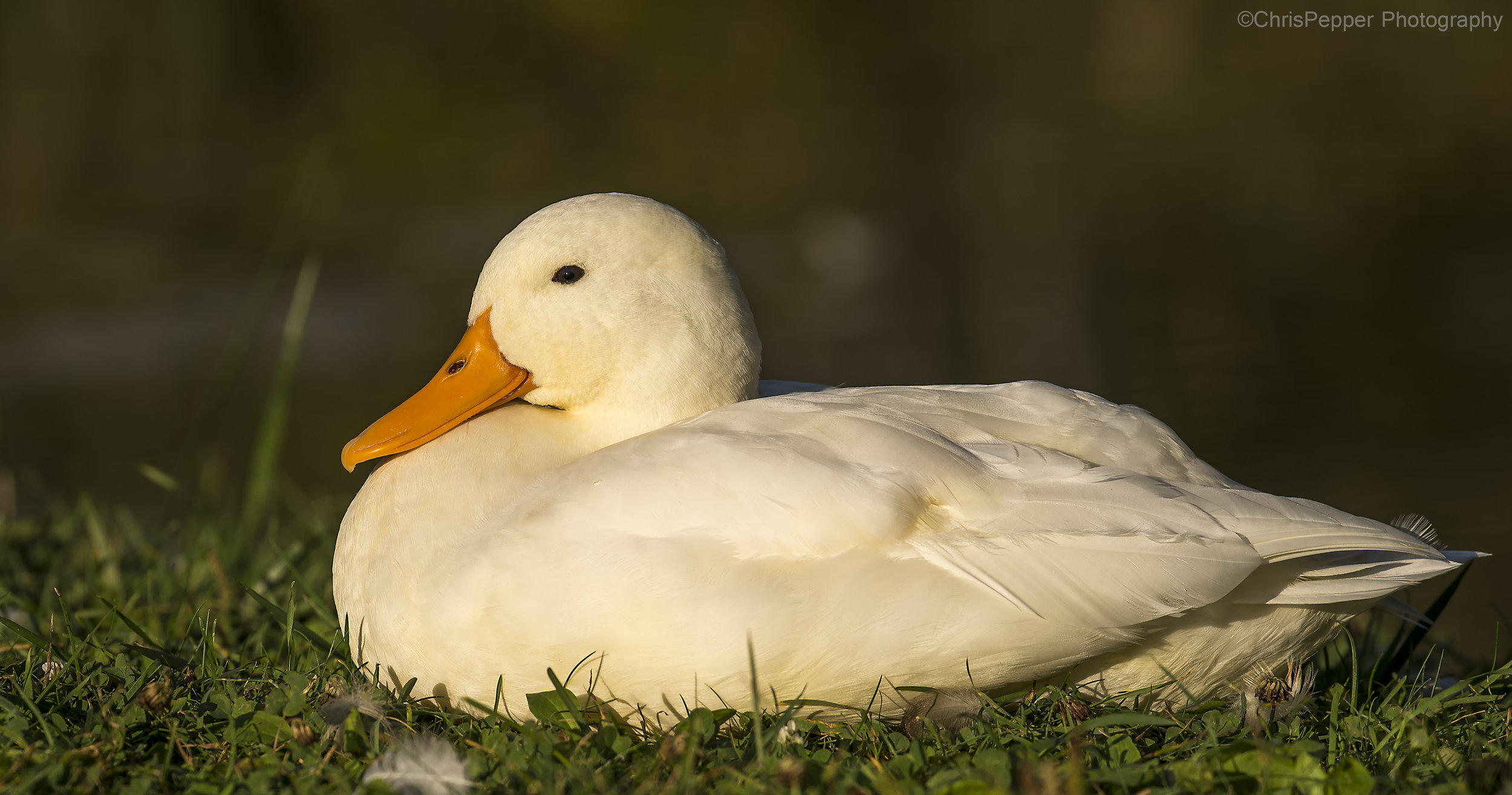 White duck 1.jpg