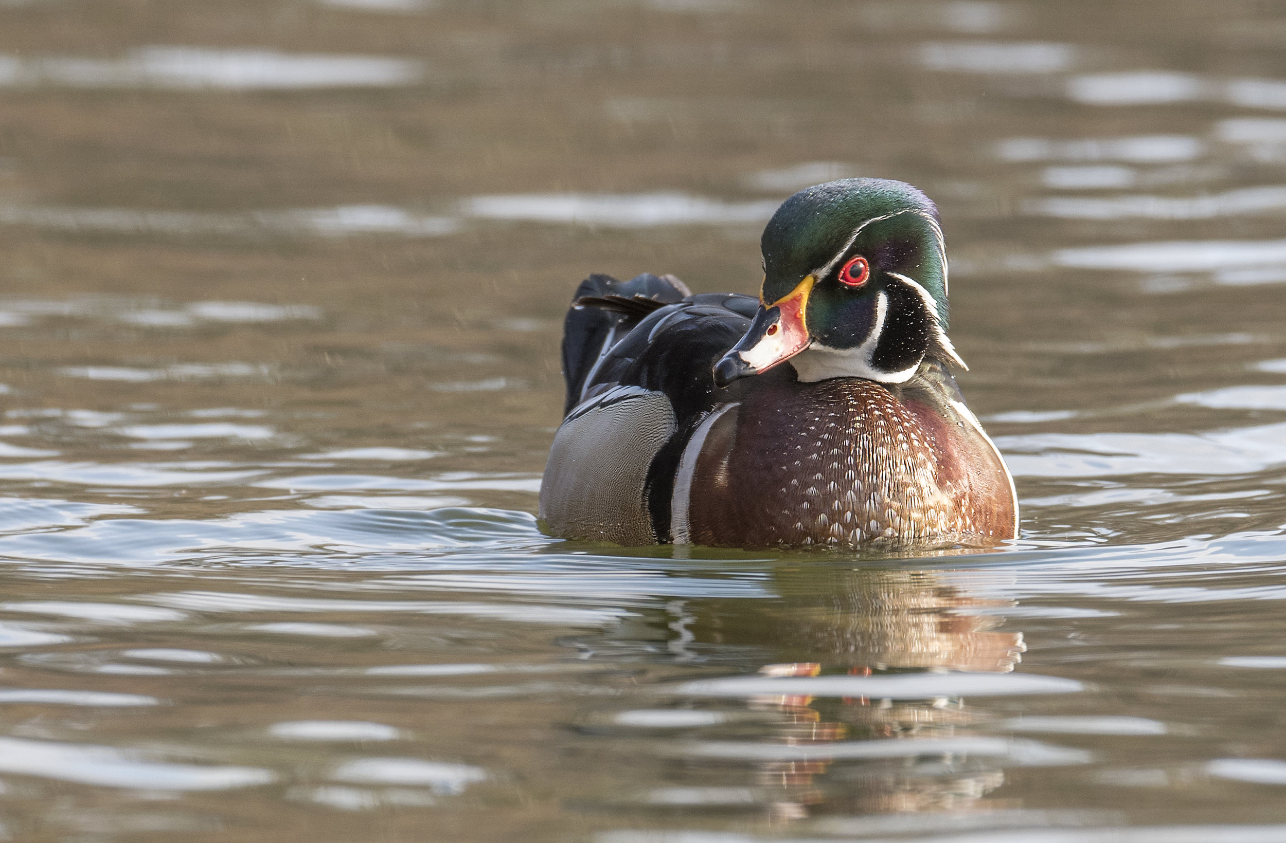 wood duck .jpg
