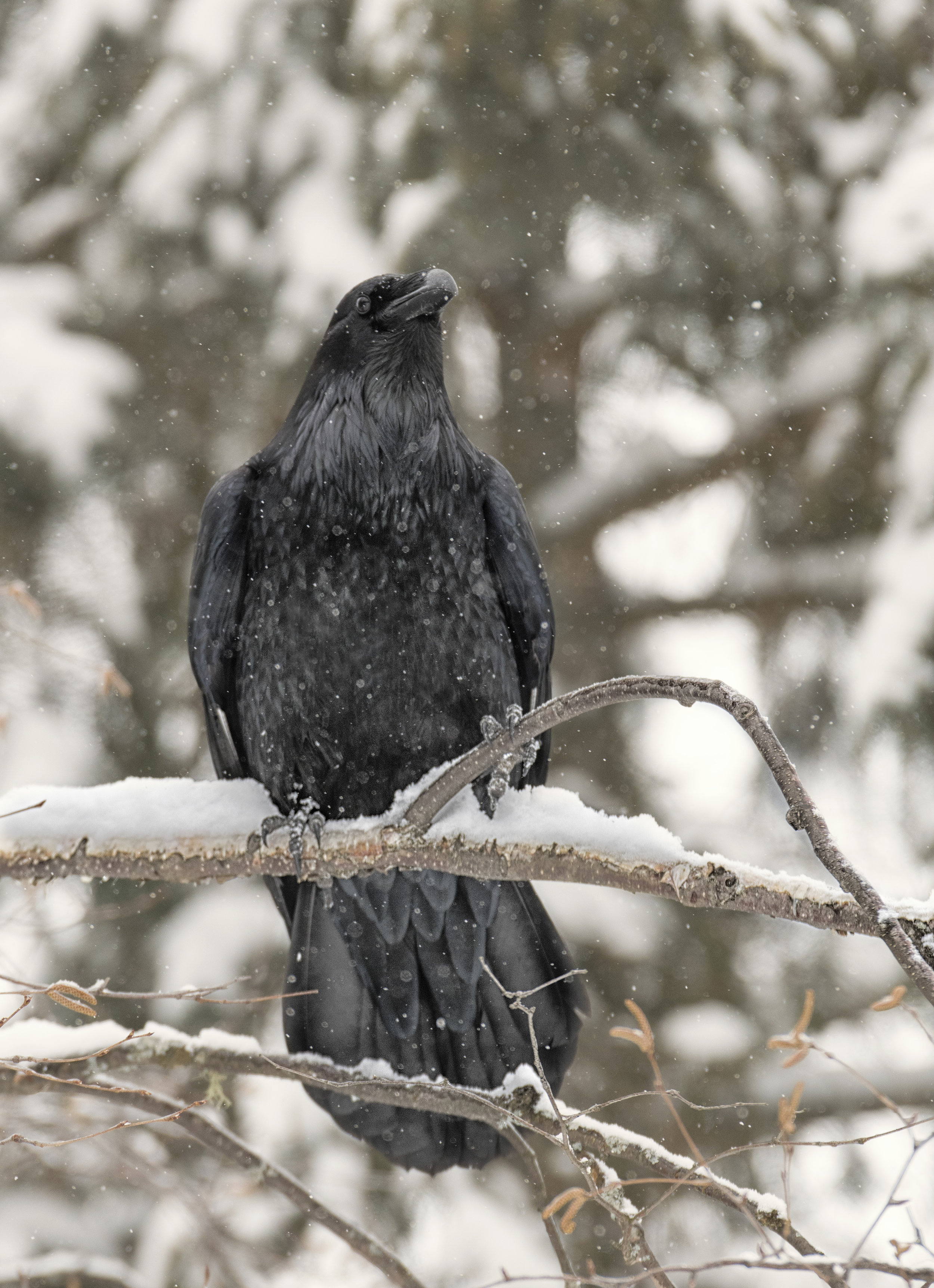snowy raven.jpg