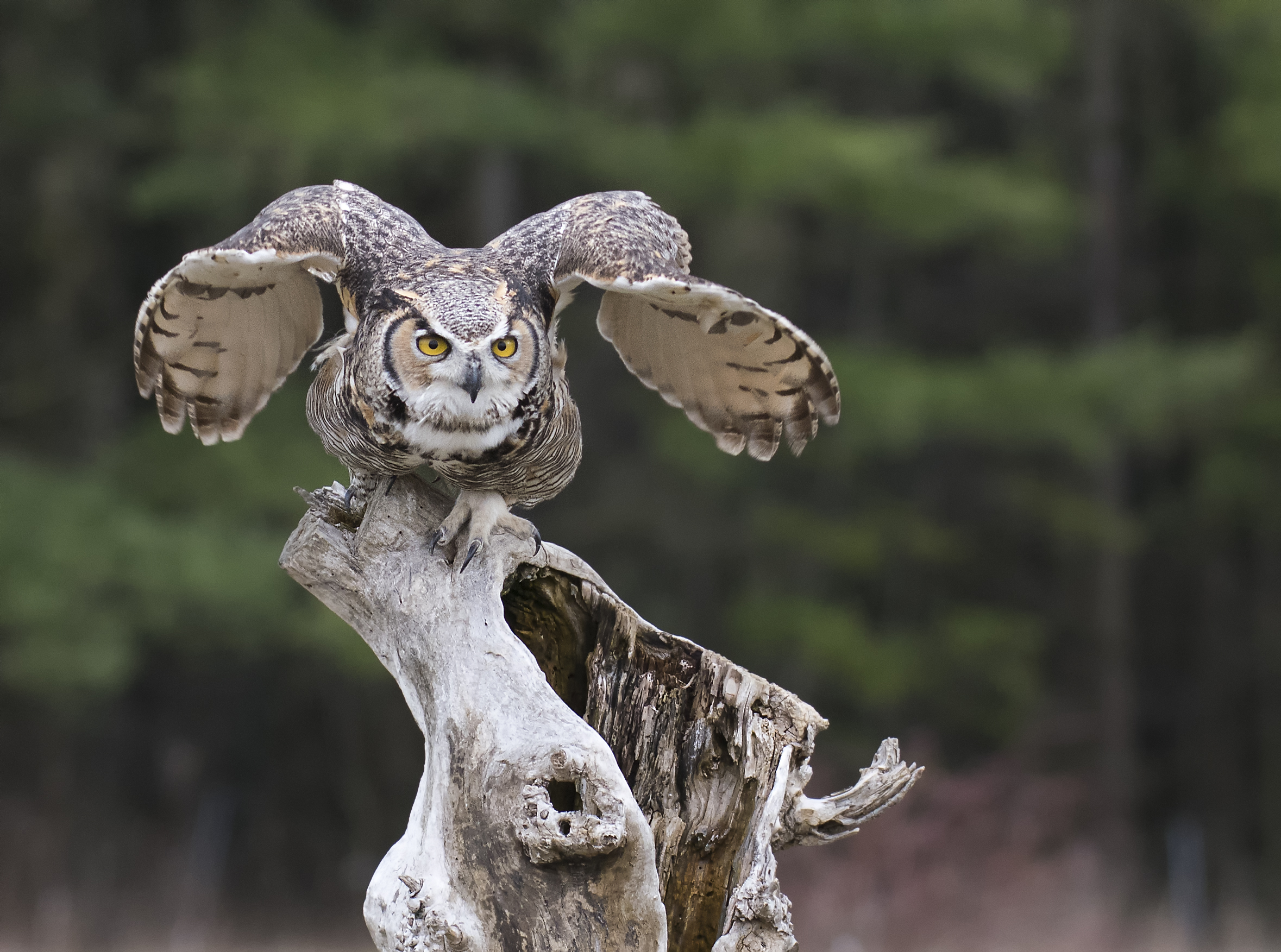 wing look .jpg