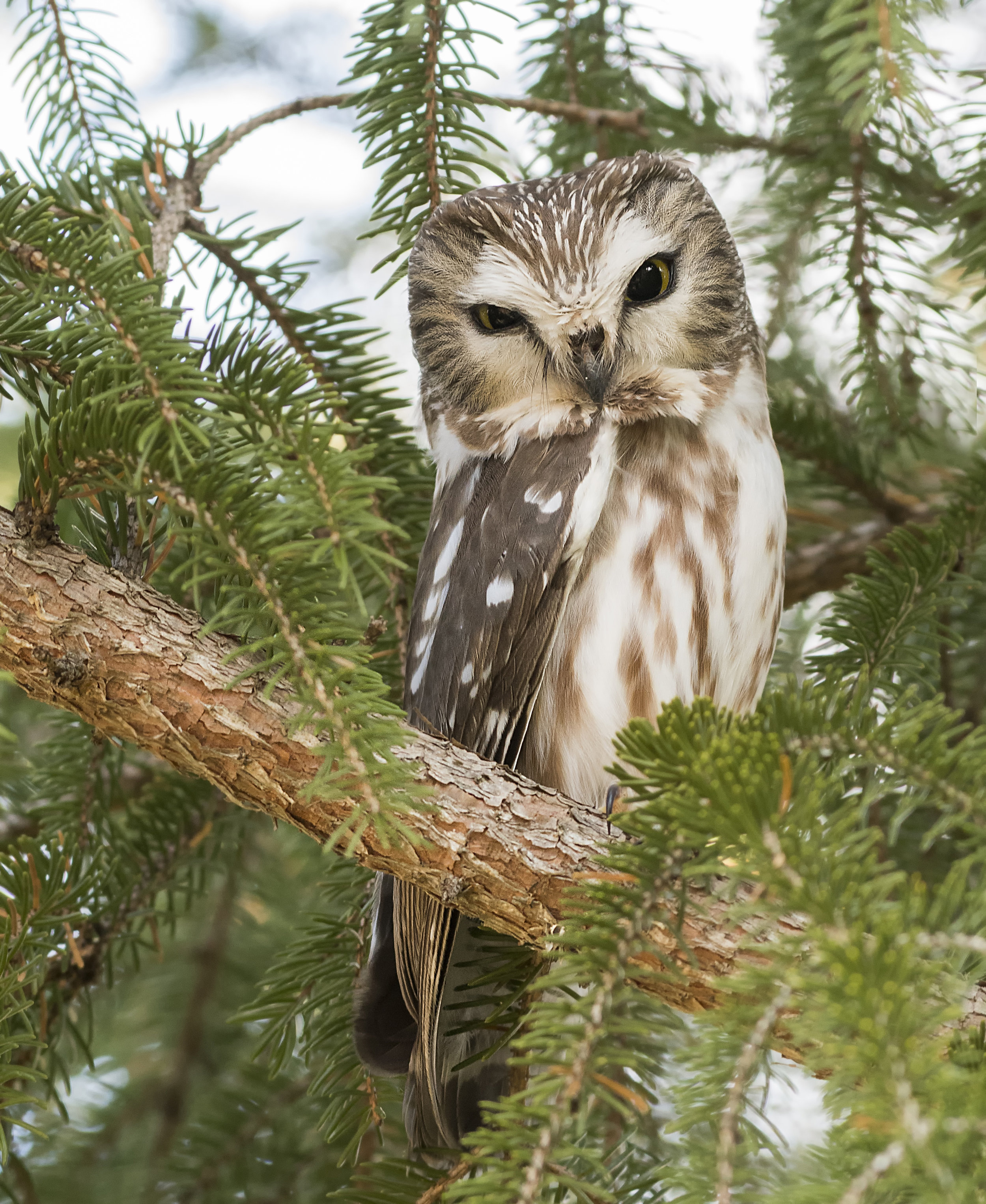 new owl image.jpg