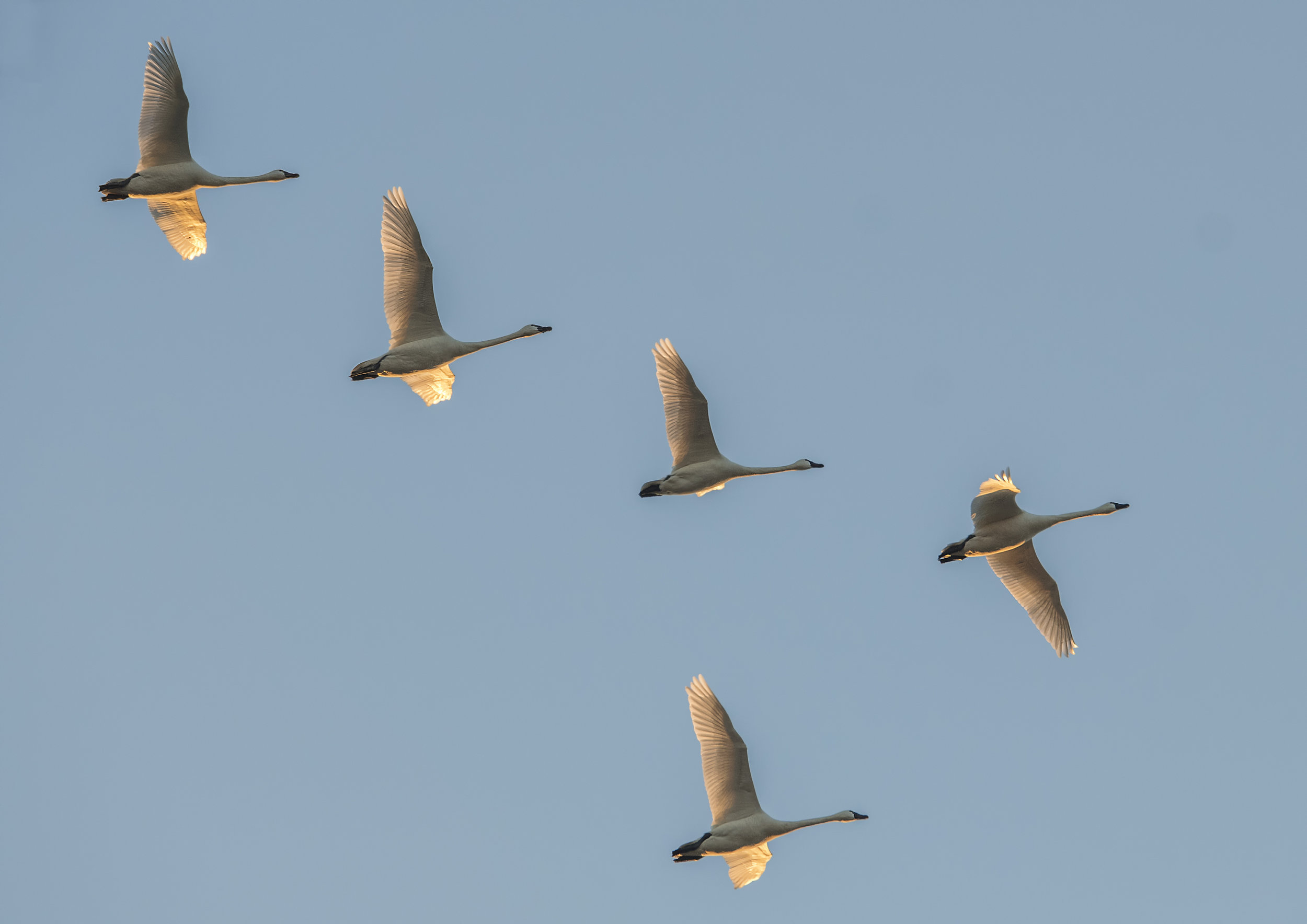 over head swans.jpg