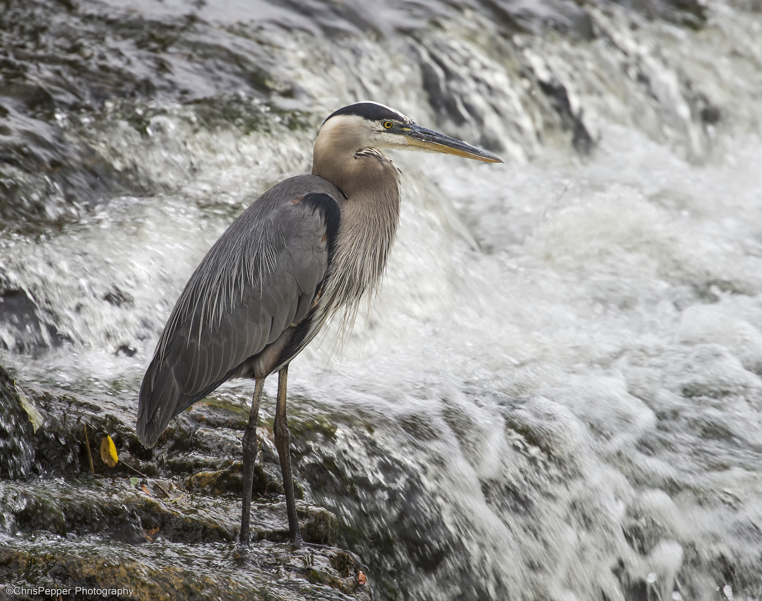 Fishing on the rivers edge.jpg