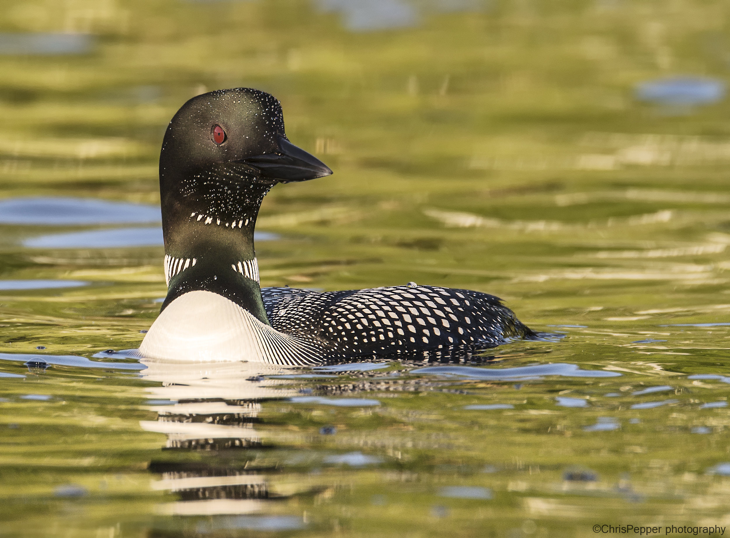 2015 Loon 3.jpg