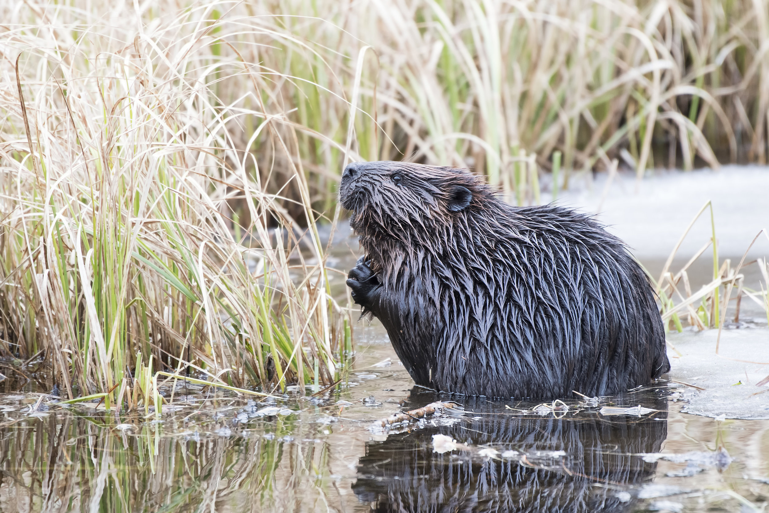 beaver praying.jpg