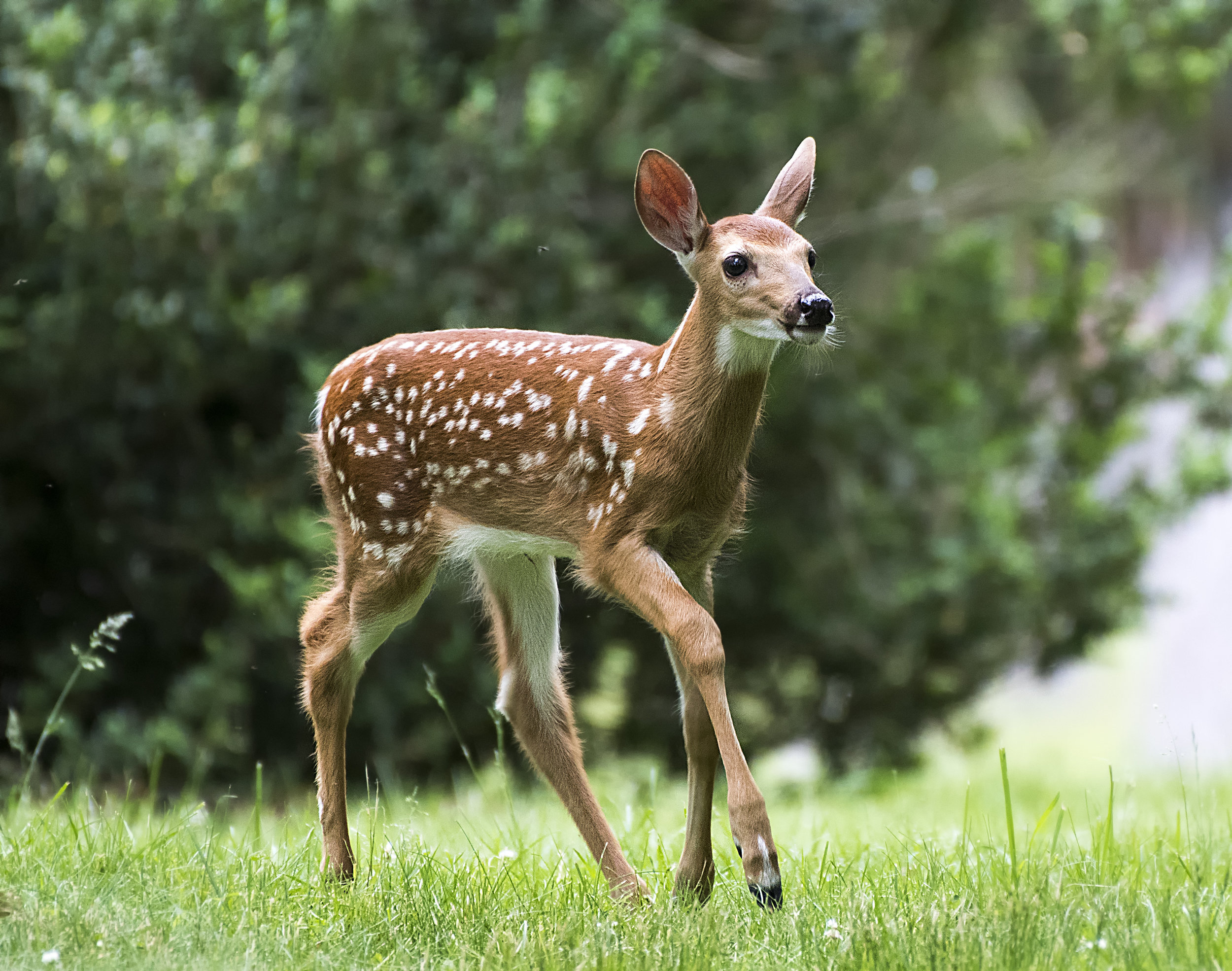fawn.jpg