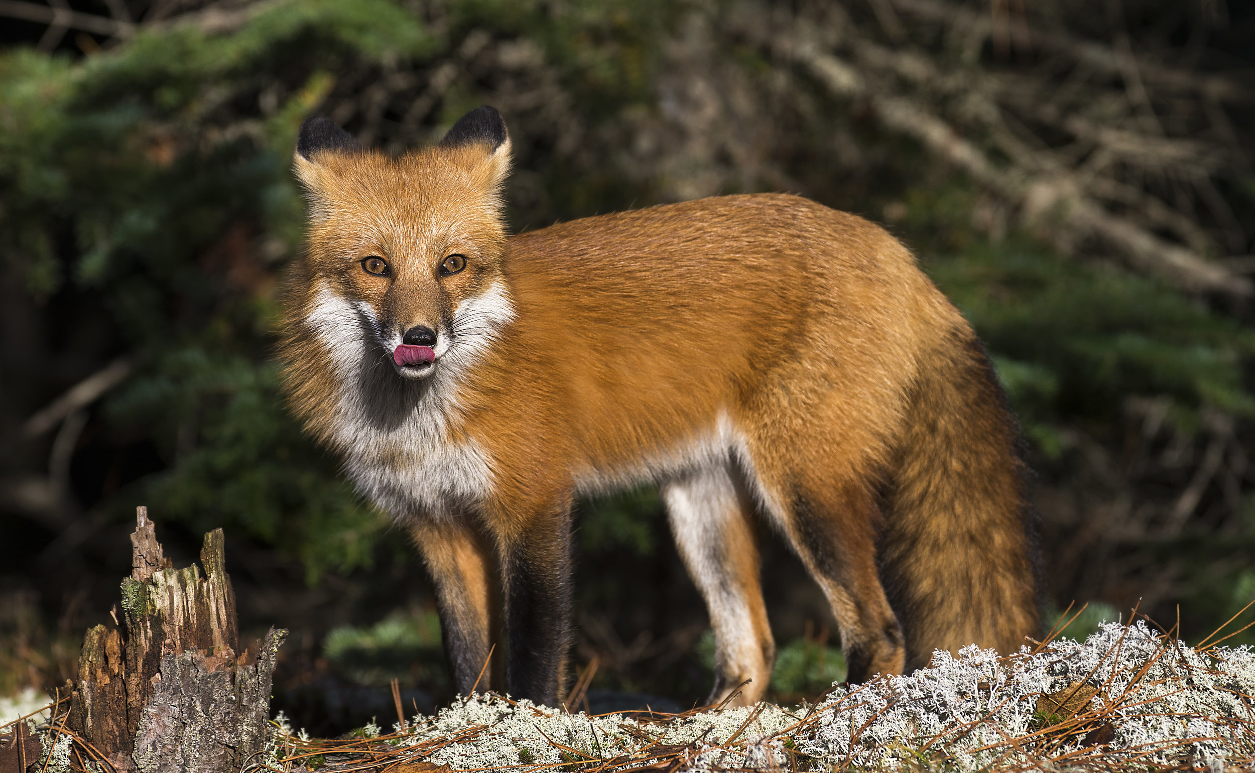 lip licker.jpg