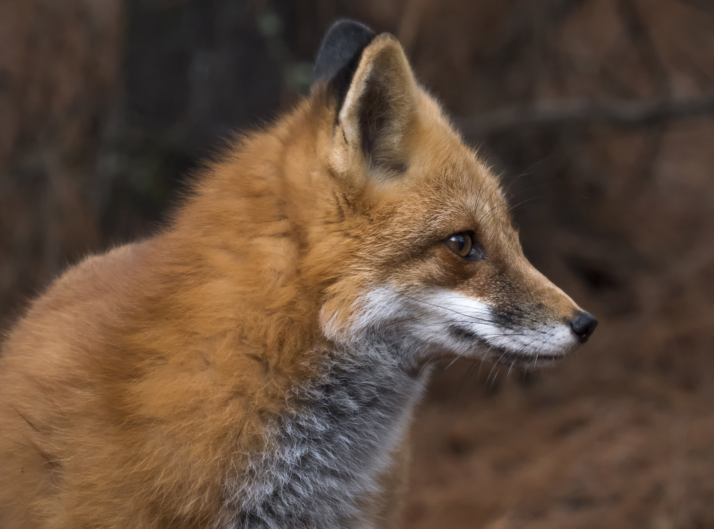 baby fox algonguin.jpg