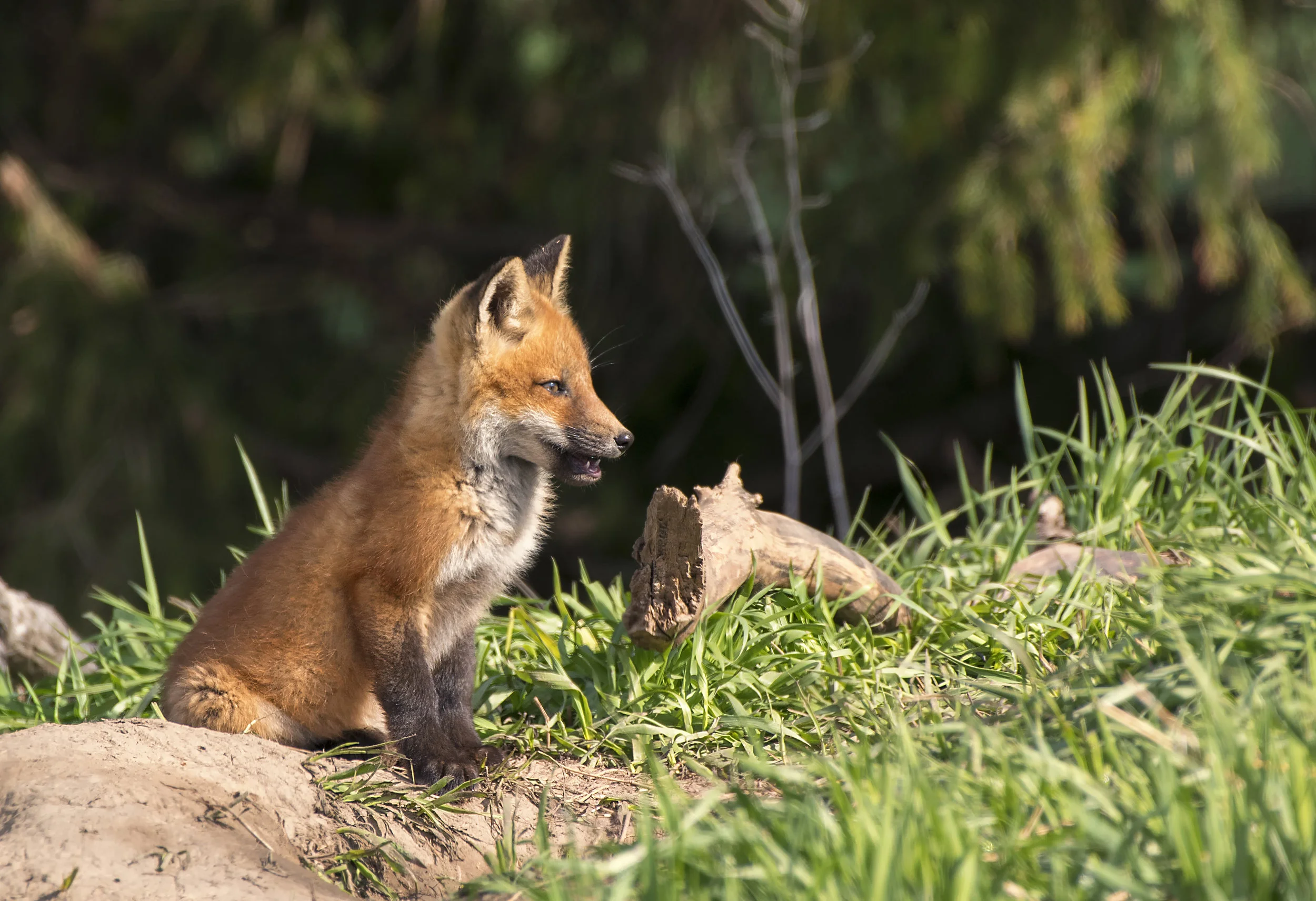 Sun Up fox kit.jpg