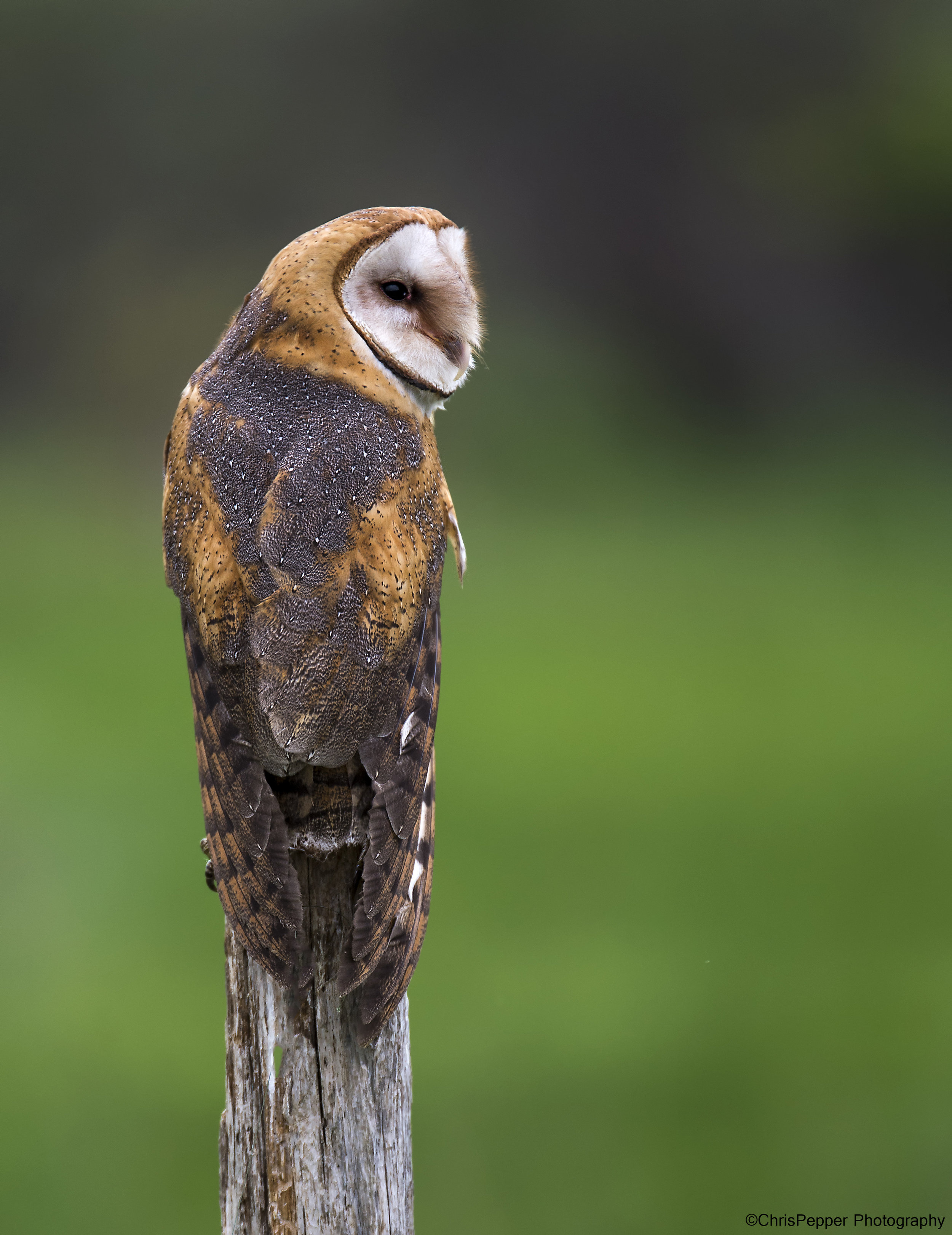 Female barn owl 1.jpg
