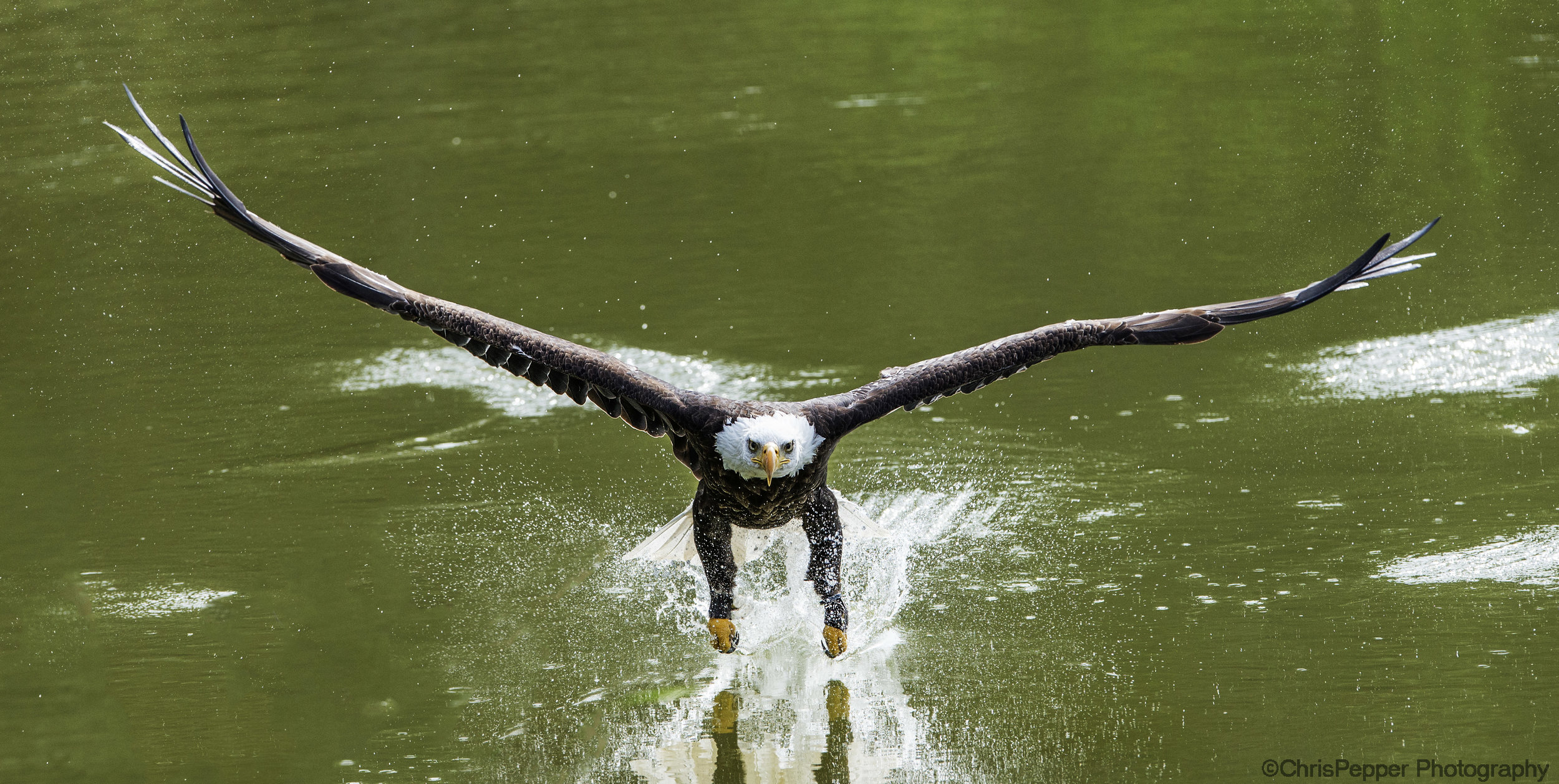talons in the water.jpg